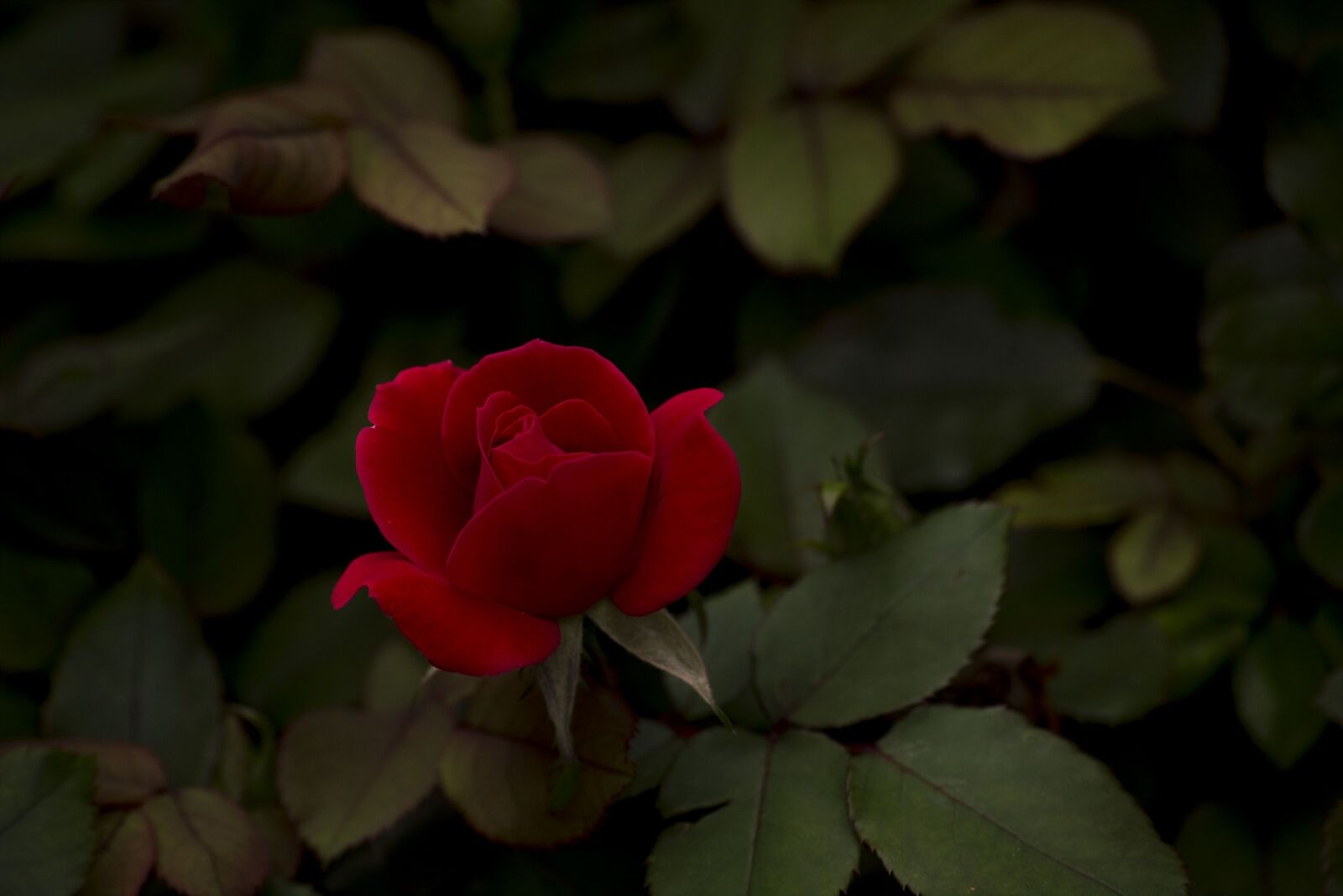 Canon EOS 6D sample photo. Rose, red, flower photography