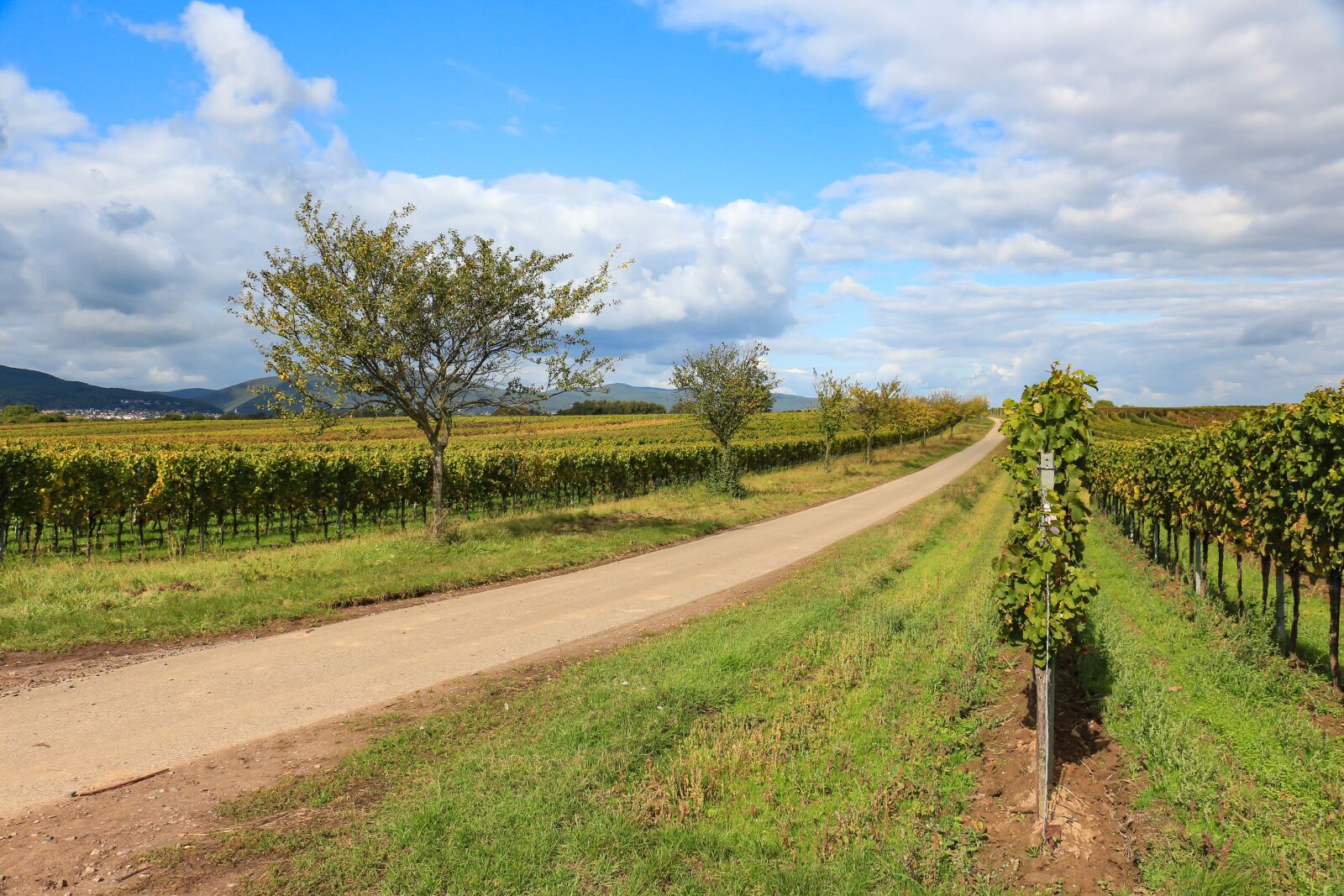 Canon EOS 700D (EOS Rebel T5i / EOS Kiss X7i) sample photo. Vineyard, wine, vines photography