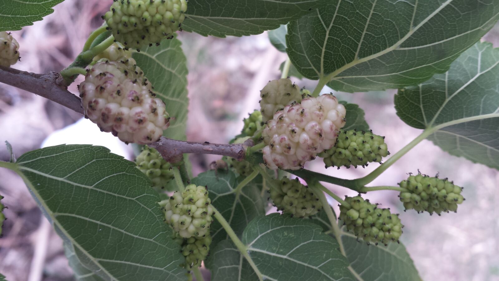 Samsung Galaxy S4 sample photo. Fruits, nature, trees photography