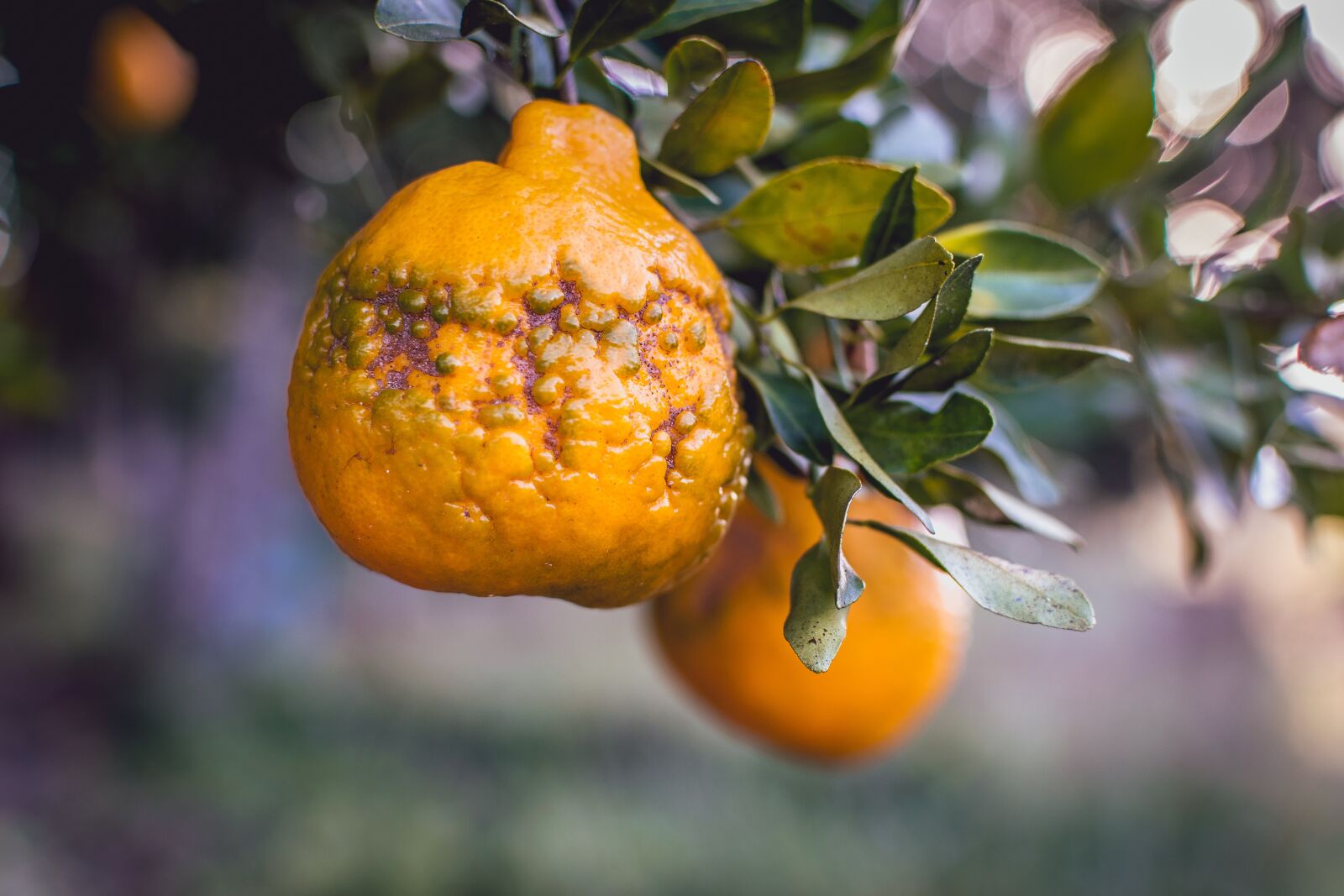 Nikon D3300 sample photo. Mixirica, tangerine, cerrado photography