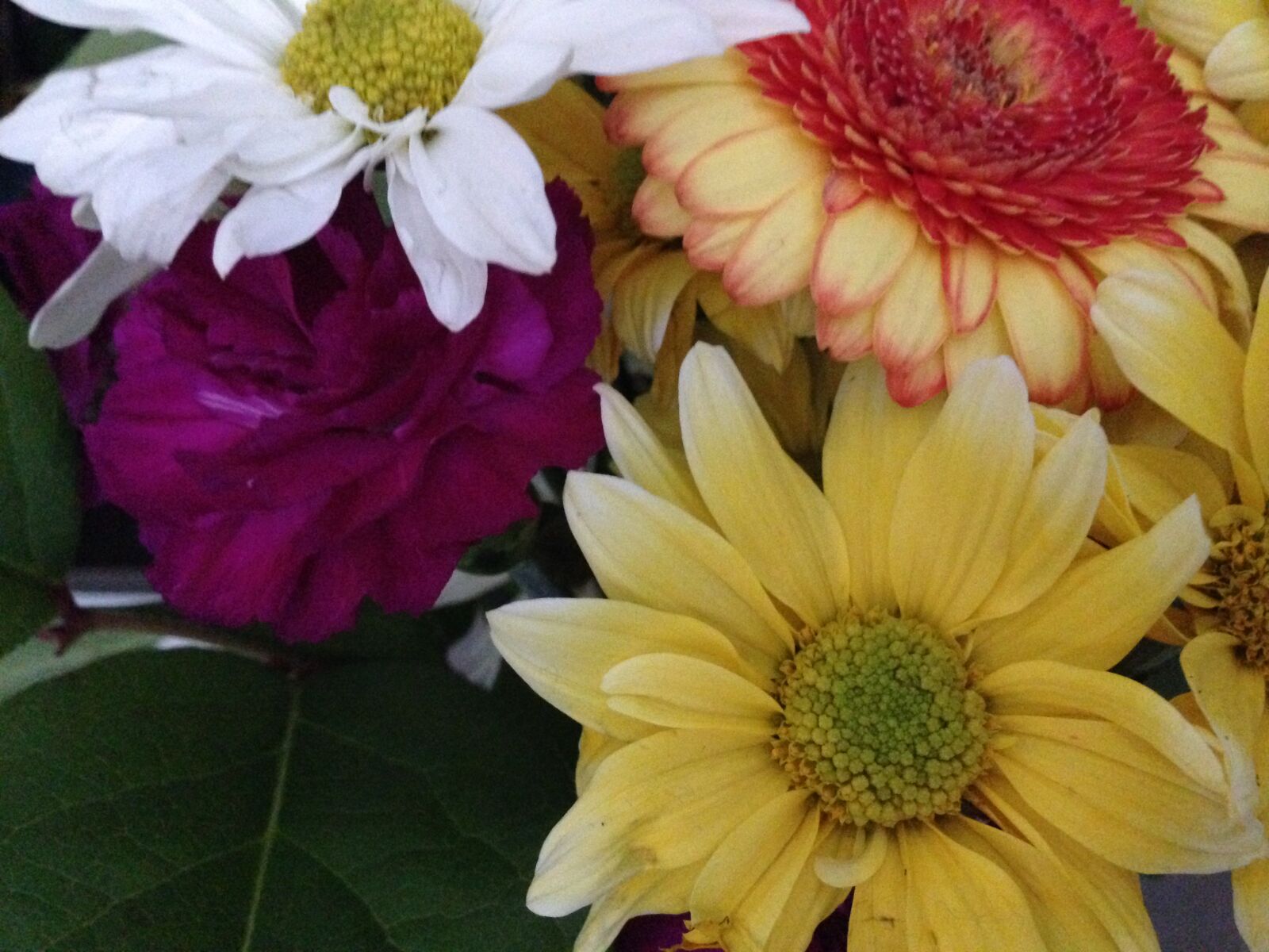 Apple iPhone 5 sample photo. Flowers photography