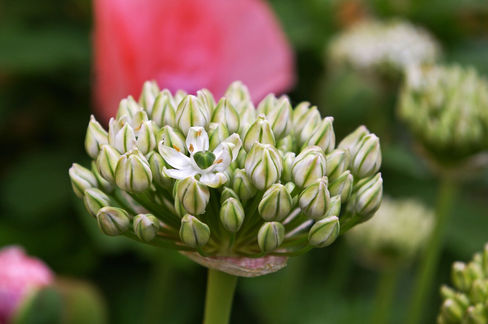 Pentax *ist DL2 sample photo. Ornamental onion, white zierlauch photography