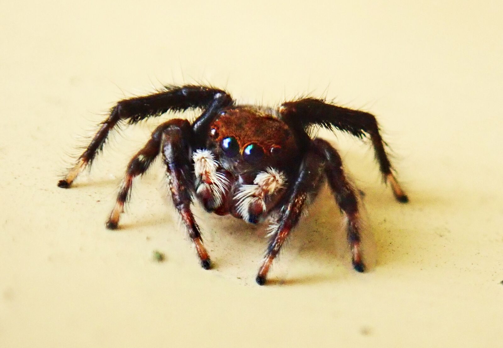 Olympus TG-5 sample photo. Spider, brown, jumping spider photography