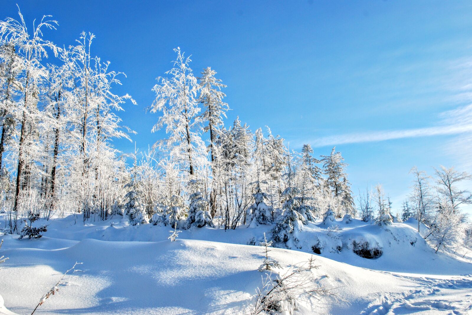 Nikon D80 sample photo. Snow, winter, cold photography