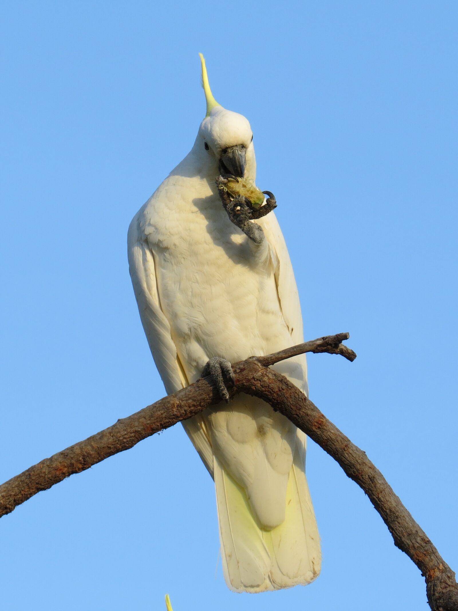 Canon PowerShot SX50 HS sample photo. Sulphur-crested cockatoos, cacatua galerita photography