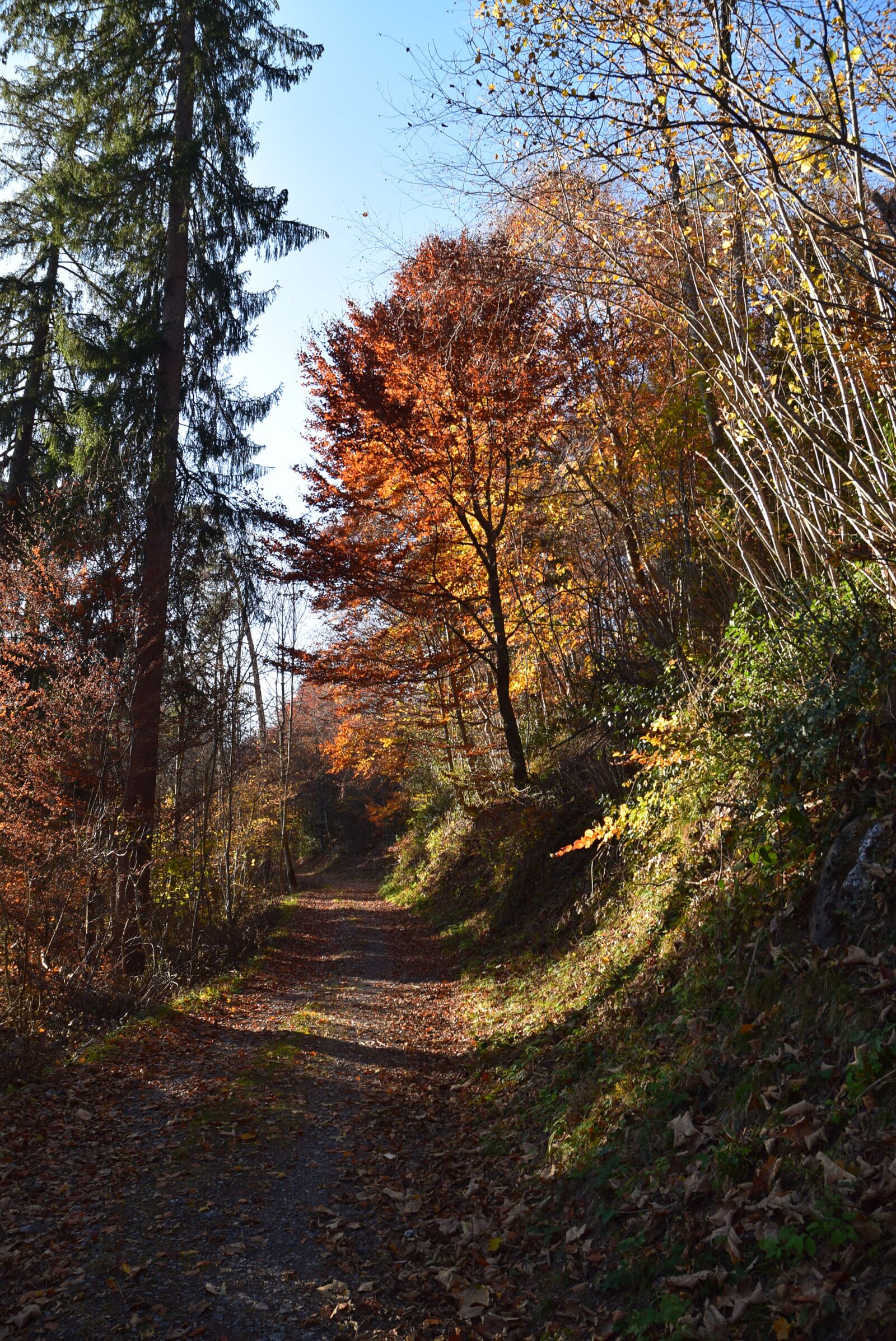 Nikon D5300 sample photo. Autumn, leaves, nature photography