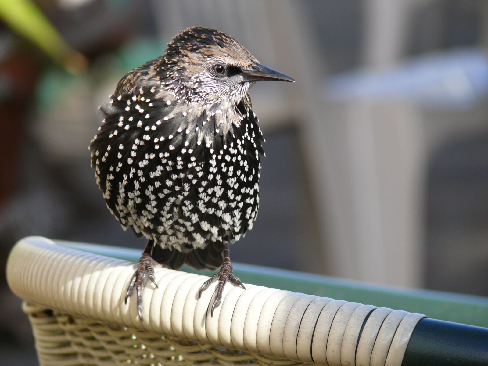 Leica V-LUX 1 sample photo. Bird, animal, birds photography