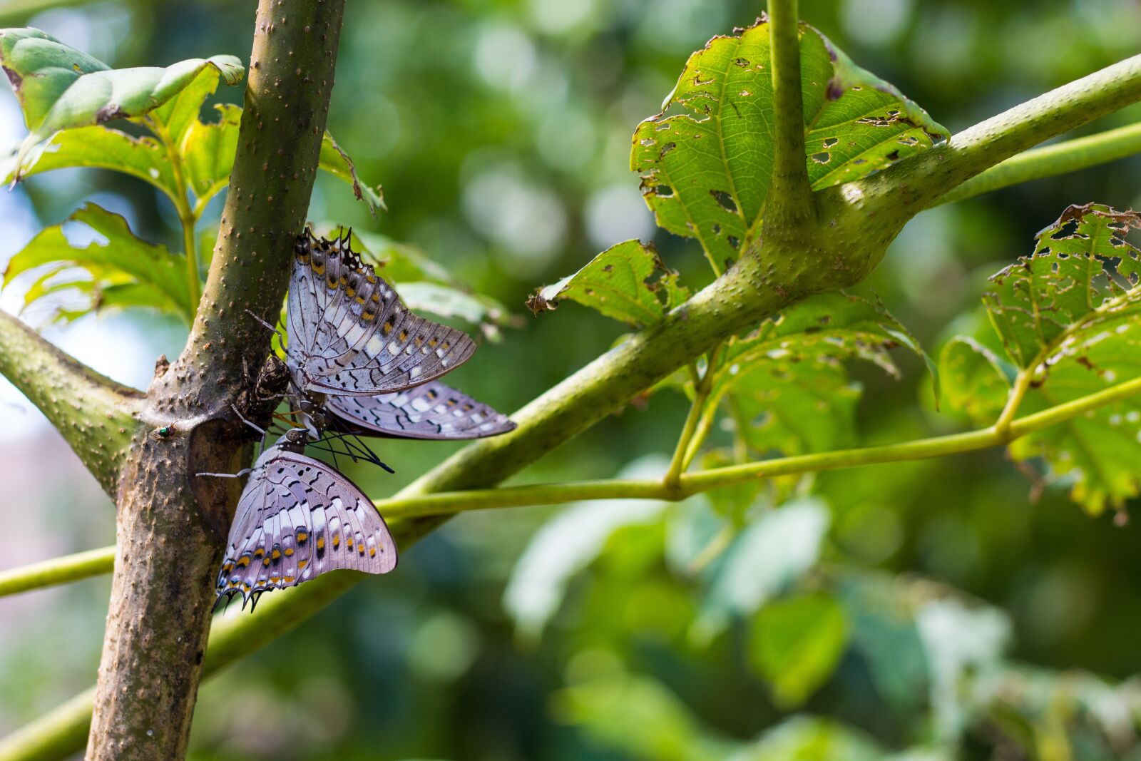 Canon EOS 700D (EOS Rebel T5i / EOS Kiss X7i) + Canon EF 50mm F1.8 STM sample photo. Tree, butterfly, nature photography