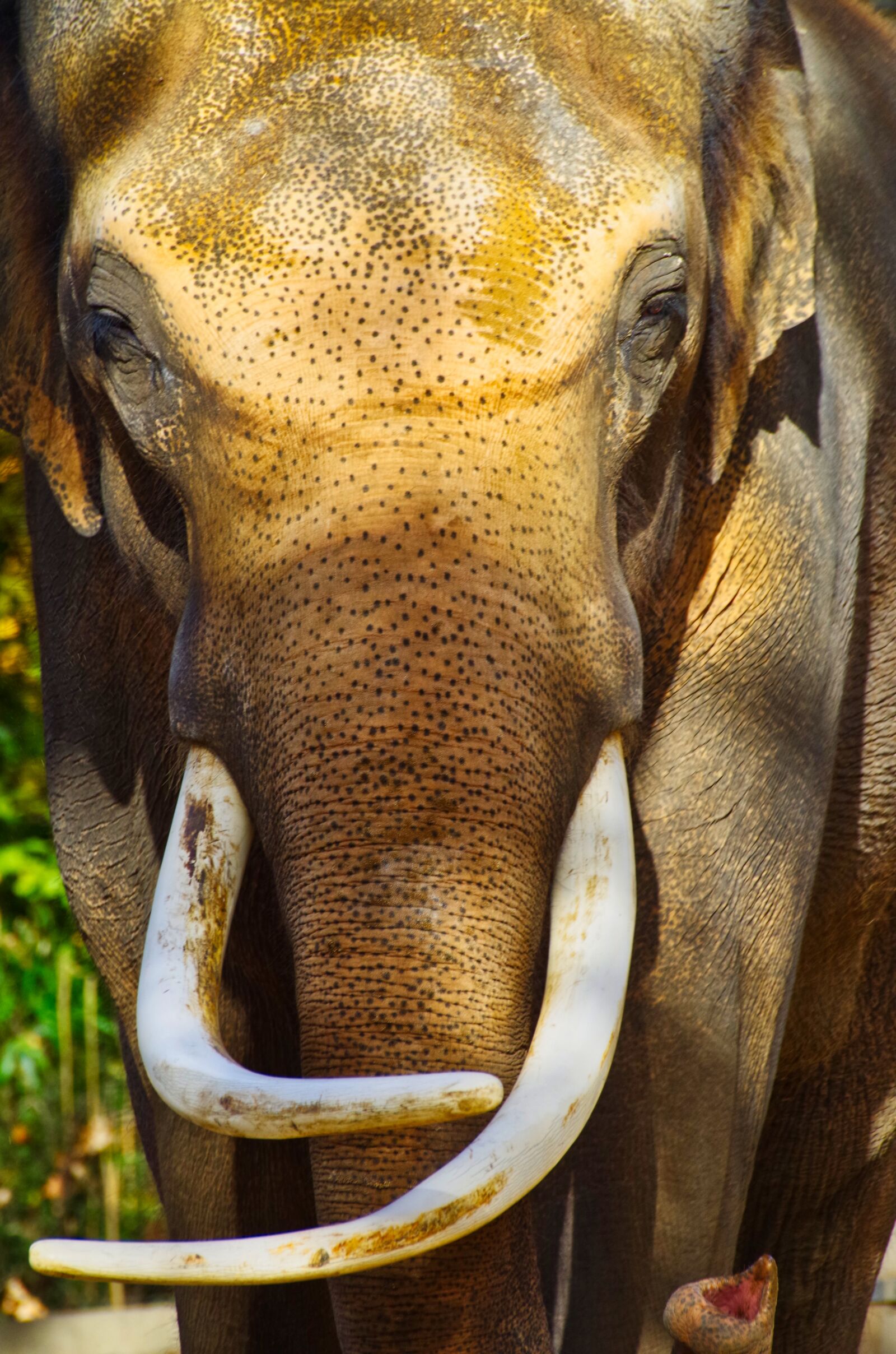 Pentax K-30 sample photo. Elephant, ivory, tusk photography