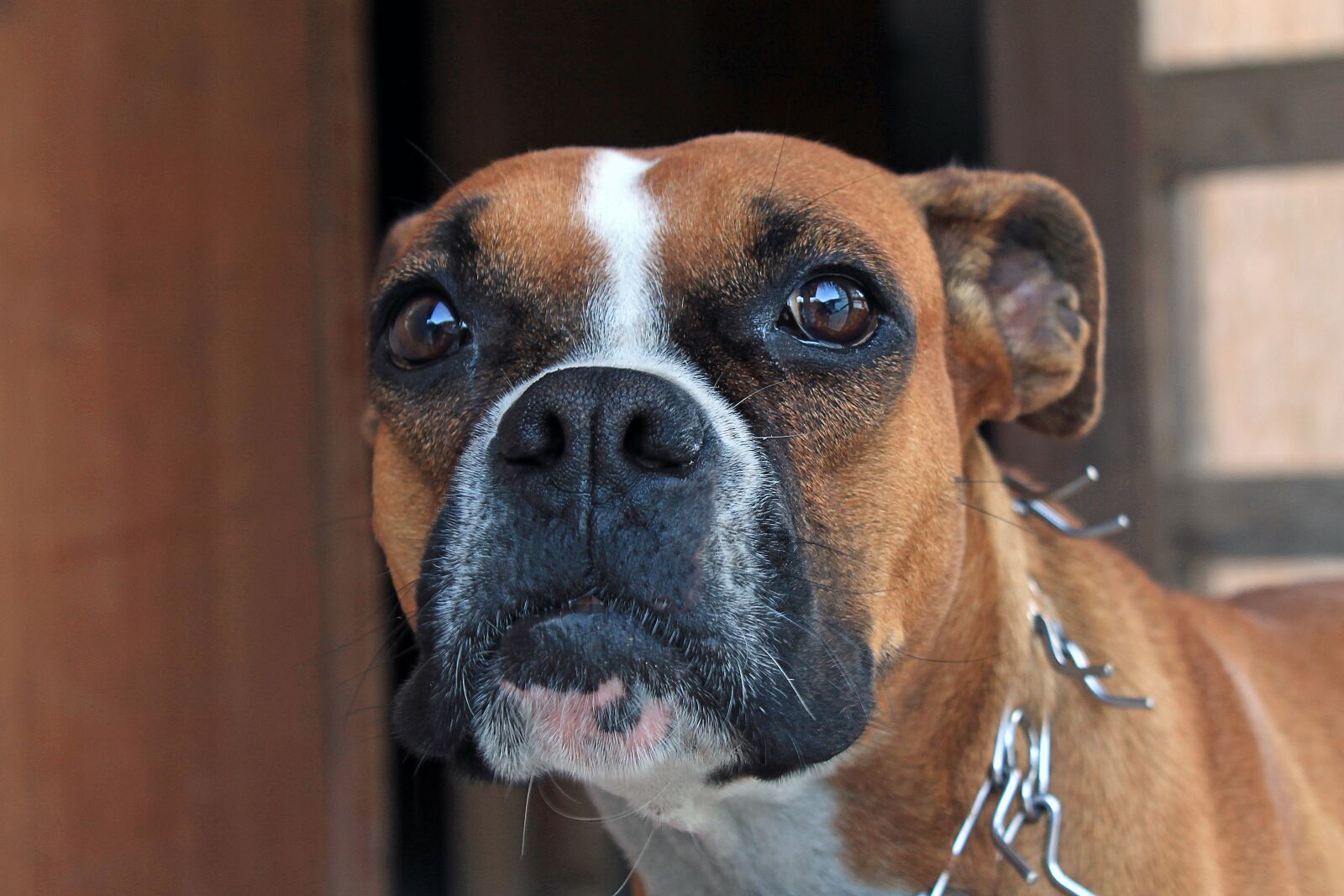 Canon EOS 1100D (EOS Rebel T3 / EOS Kiss X50) sample photo. Boxer, dog, tamed photography