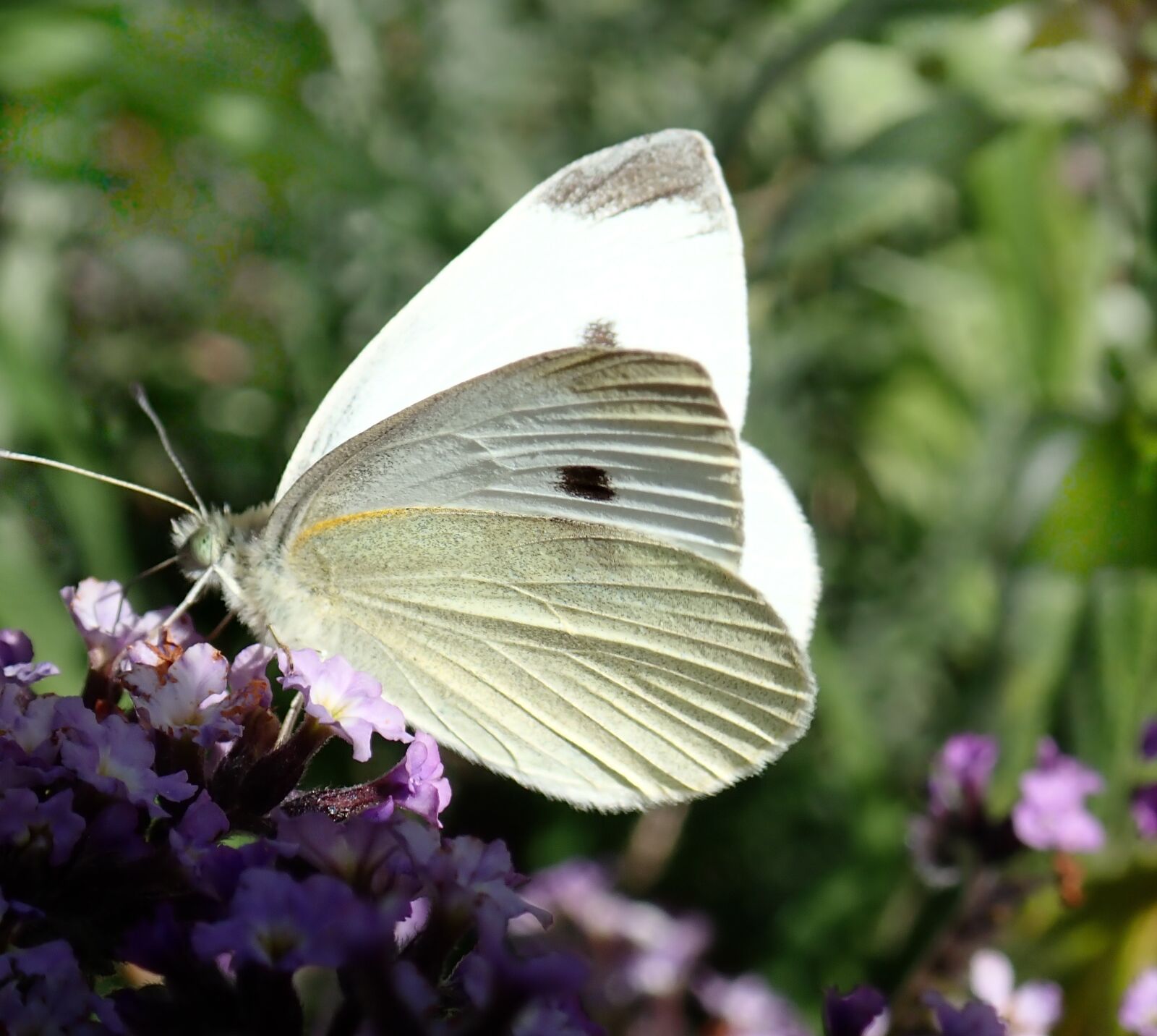 Olympus TG-5 sample photo. Insect, white, butterfly photography
