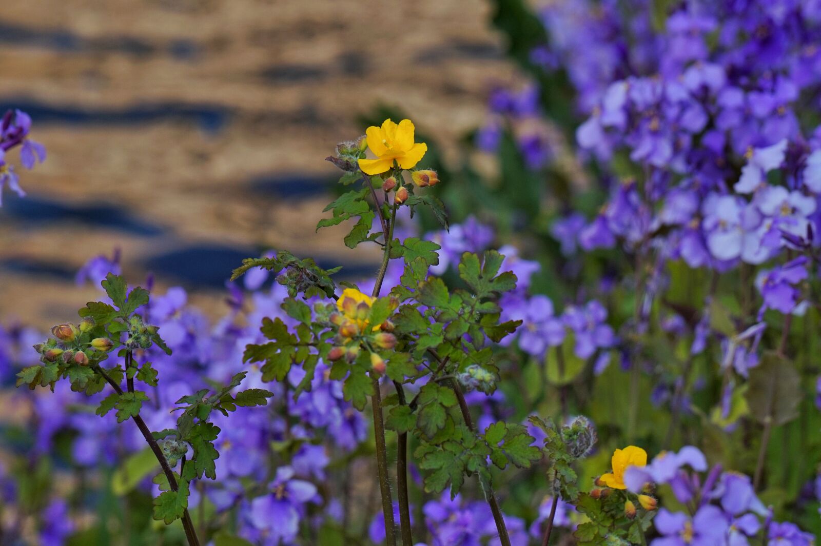 Sony Alpha a5000 (ILCE 5000) + Sony E 55-210mm F4.5-6.3 OSS sample photo. Celandine, under bush flower photography