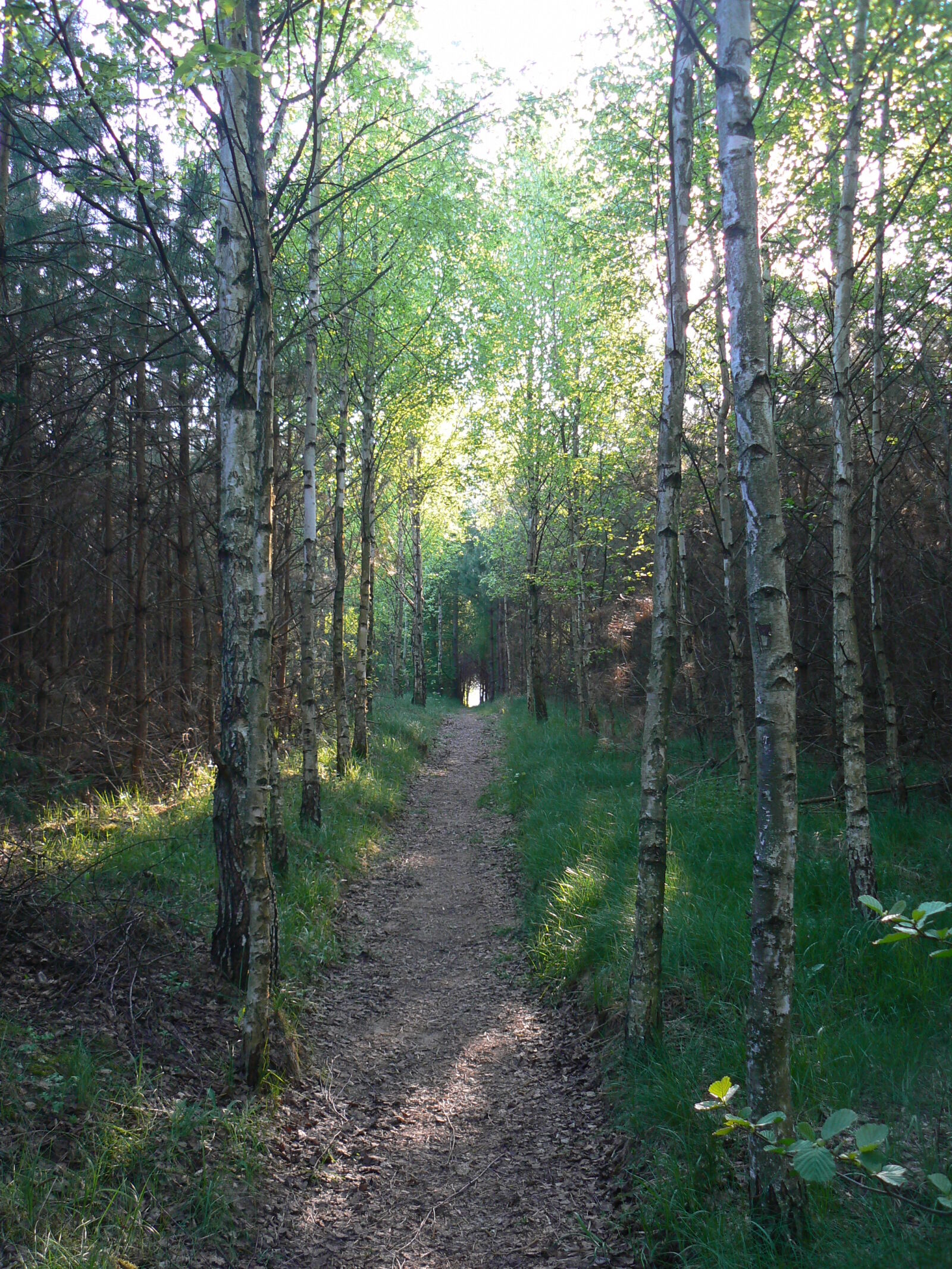 Panasonic DMC-FZ7 sample photo. Forest, path photography