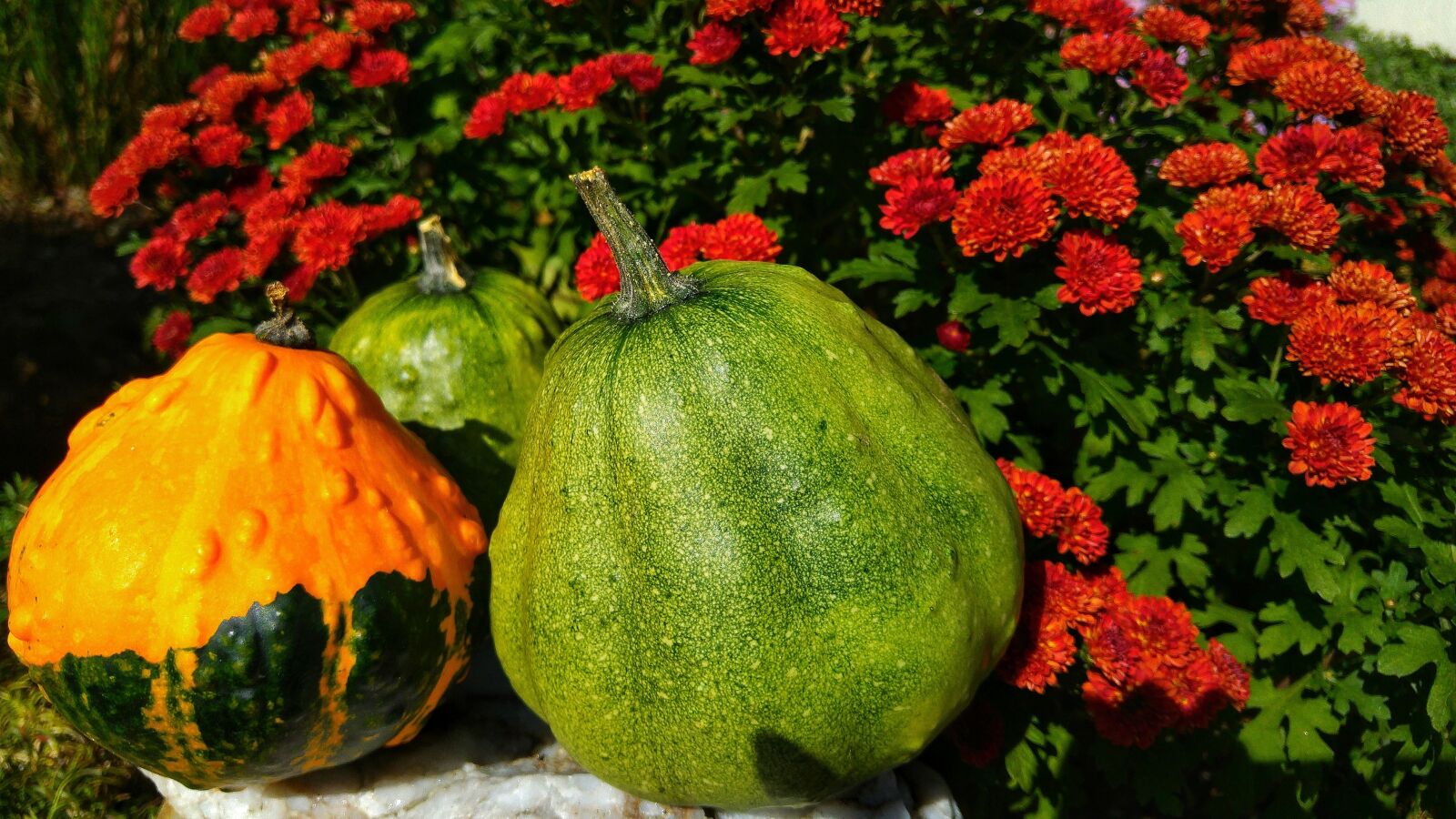 LG G4 sample photo. Pumpkins, autumn, oktober photography
