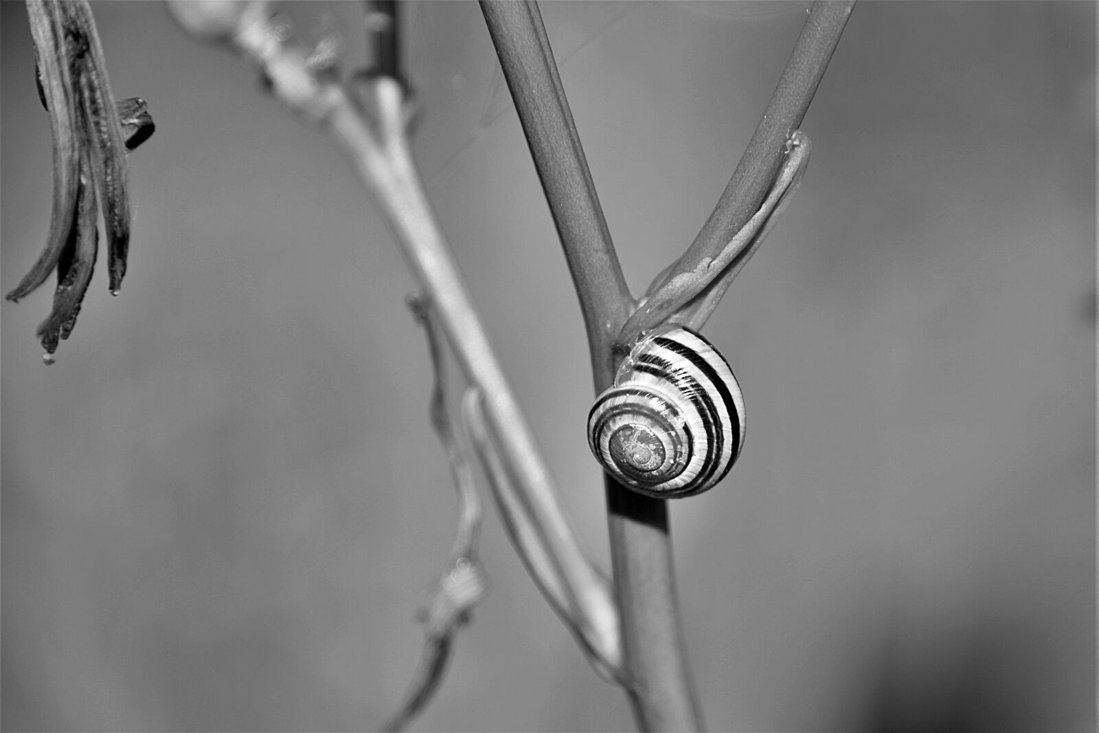 Nikon D610 sample photo. Snail, shell, s w photography