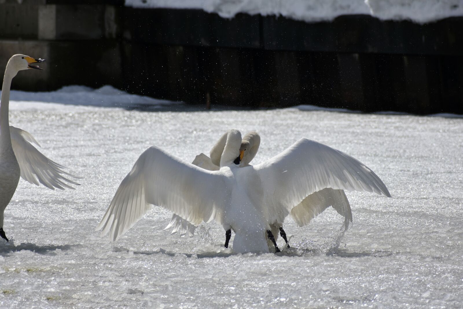 Nikon D7200 sample photo. Animal, lake, waterside photography