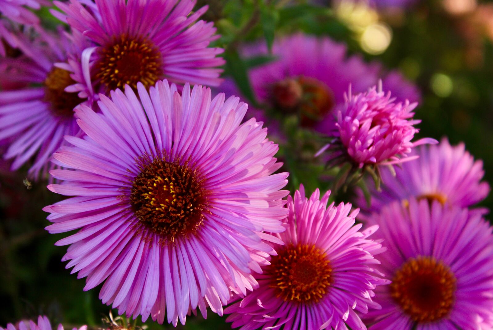 Canon EOS 2000D (EOS Rebel T7 / EOS Kiss X90 / EOS 1500D) sample photo. Aster, blume, blüte photography