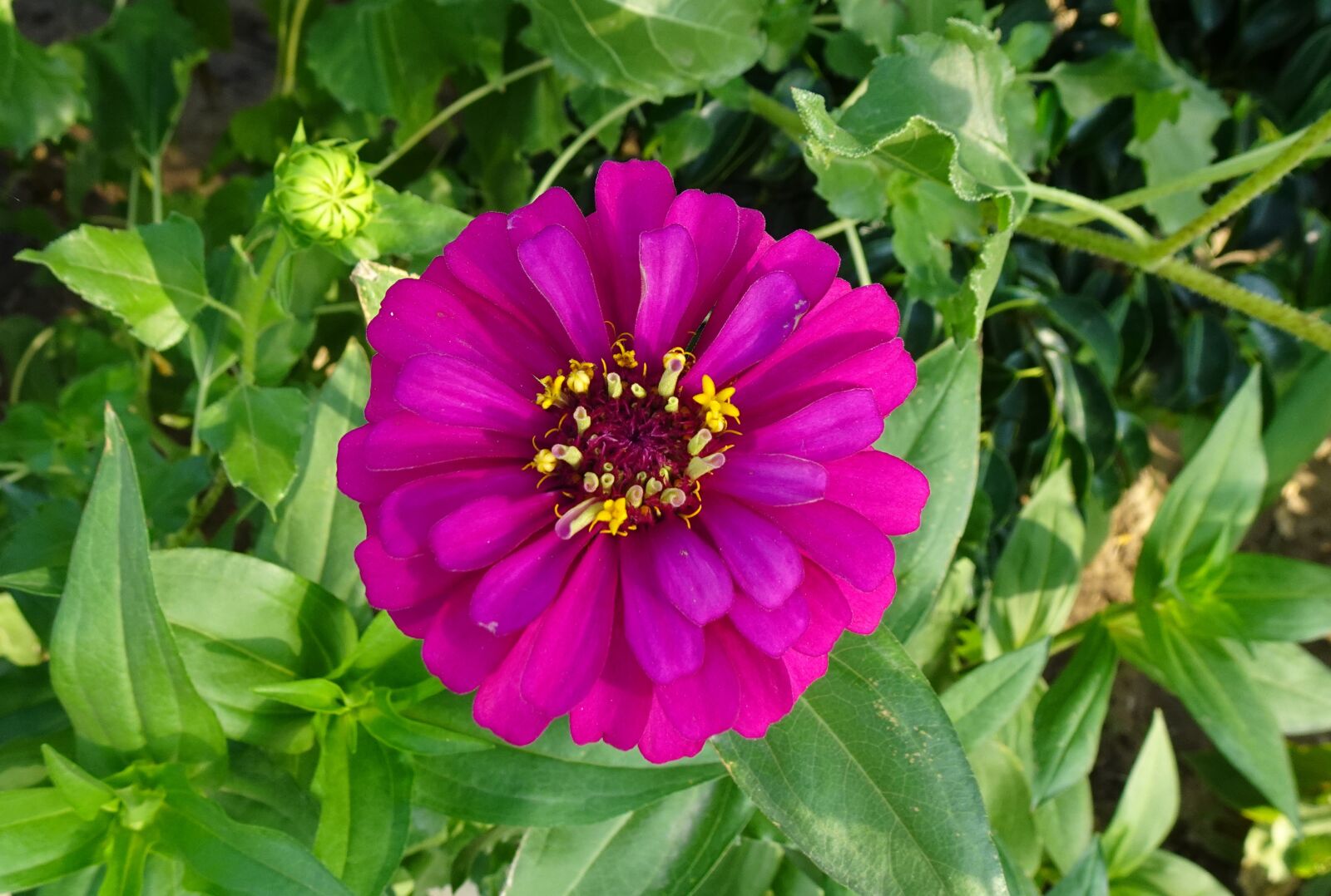Sony DSC-WX800 sample photo. Flower, zinnia, pink photography