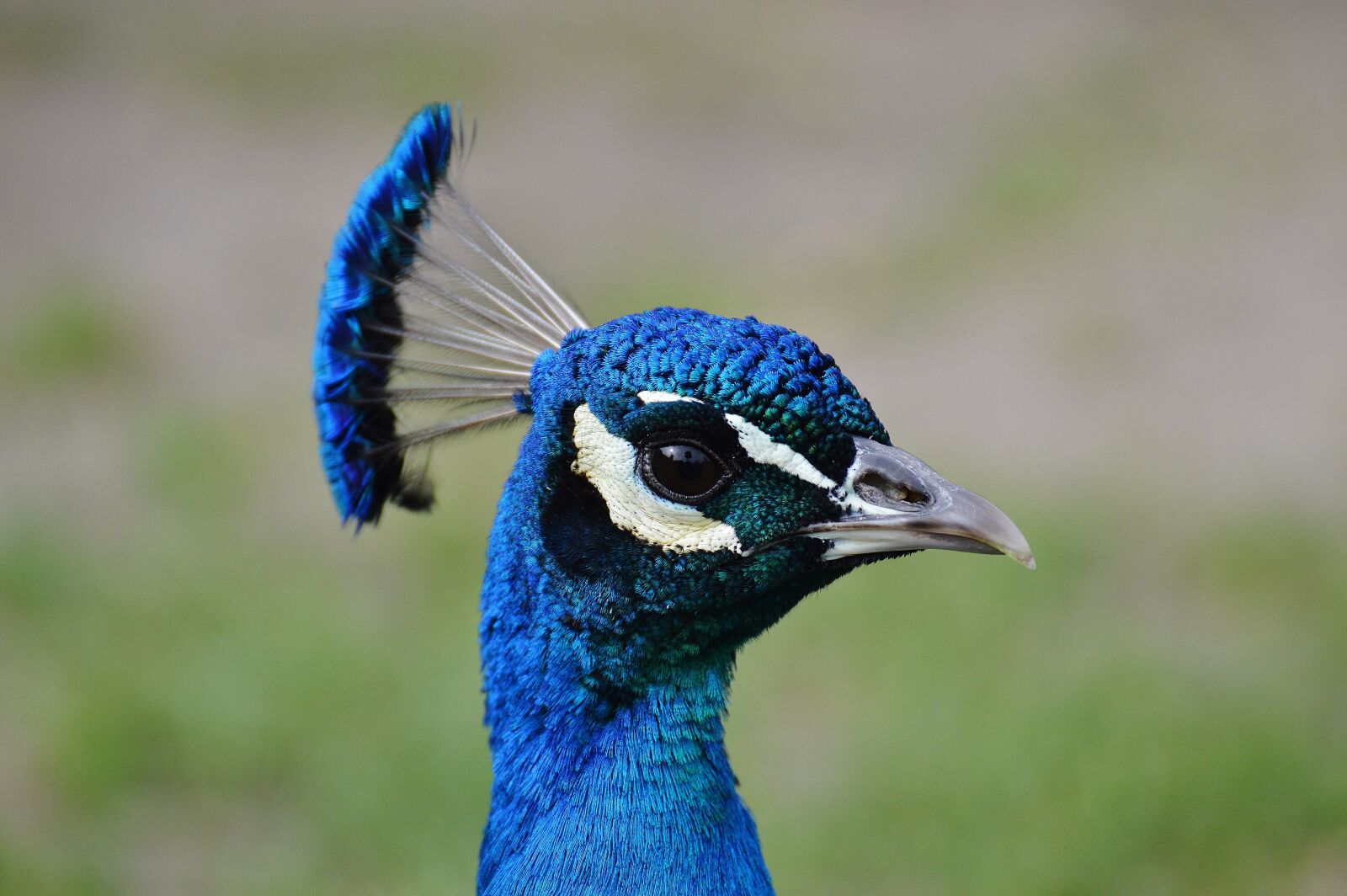 Nikon D3200 sample photo. Peacock, bird, poultry photography