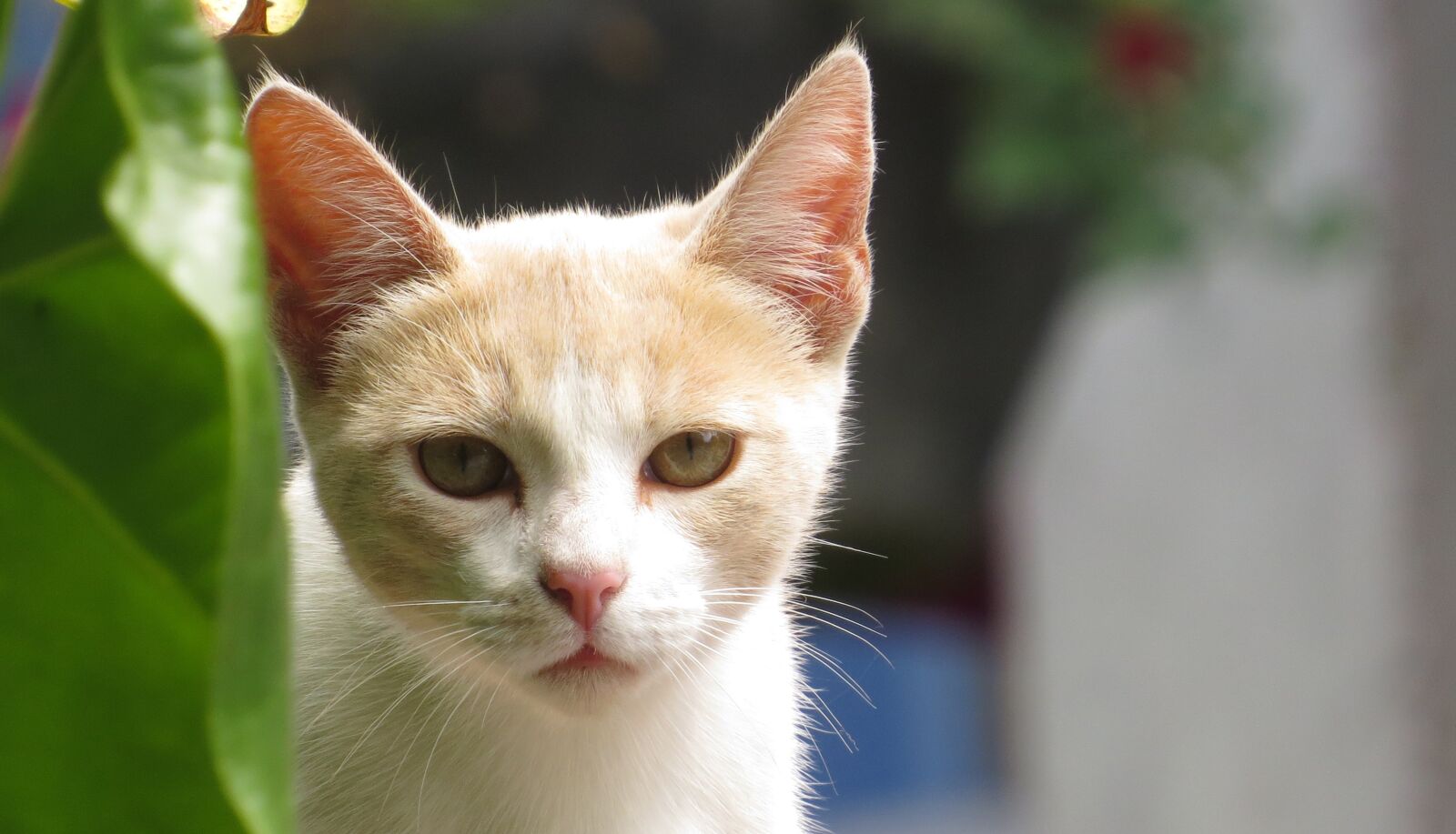 Canon PowerShot SX50 HS sample photo. Nice, animalia, small photography
