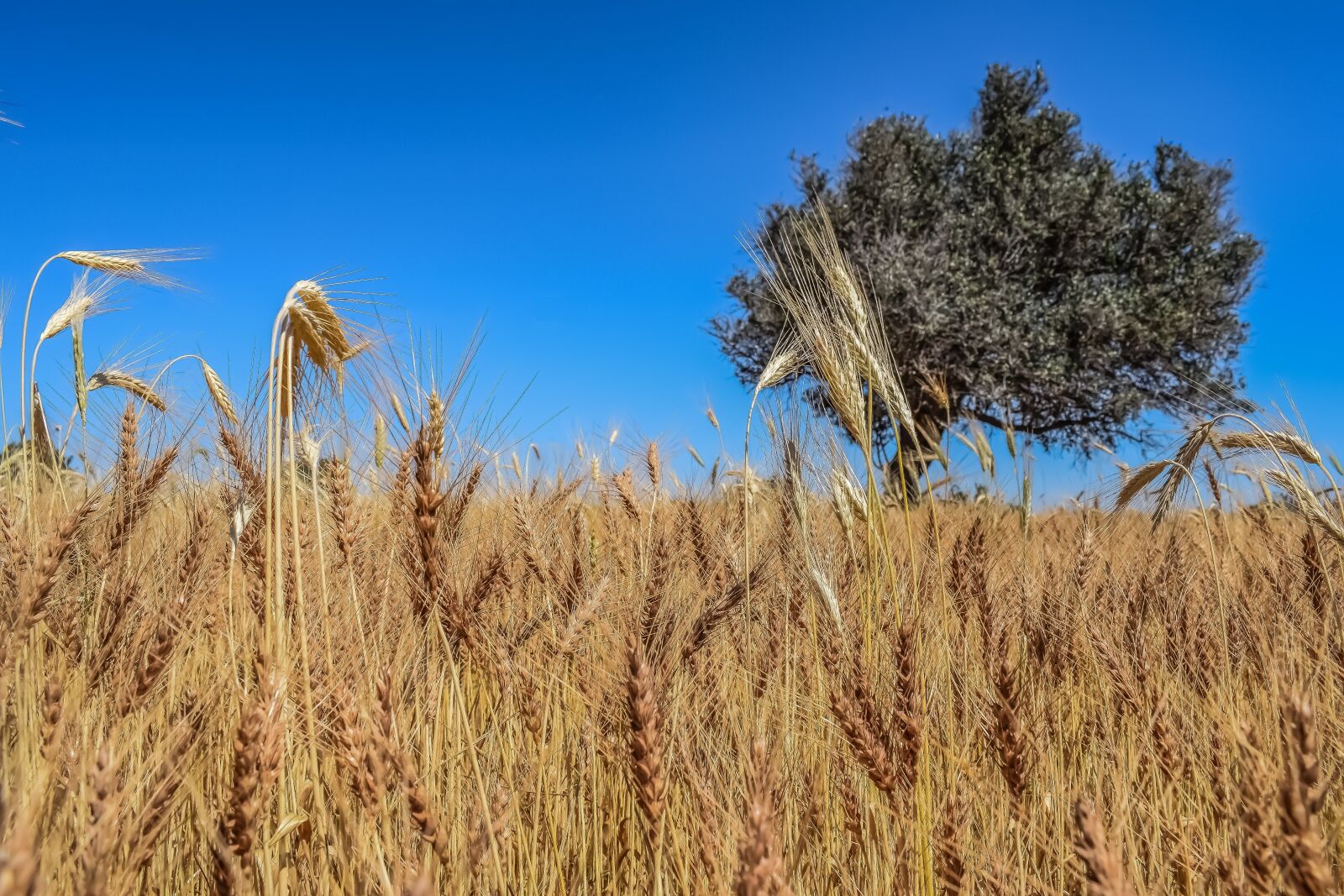 Nikon D3300 sample photo. Barley, nature, wheat photography