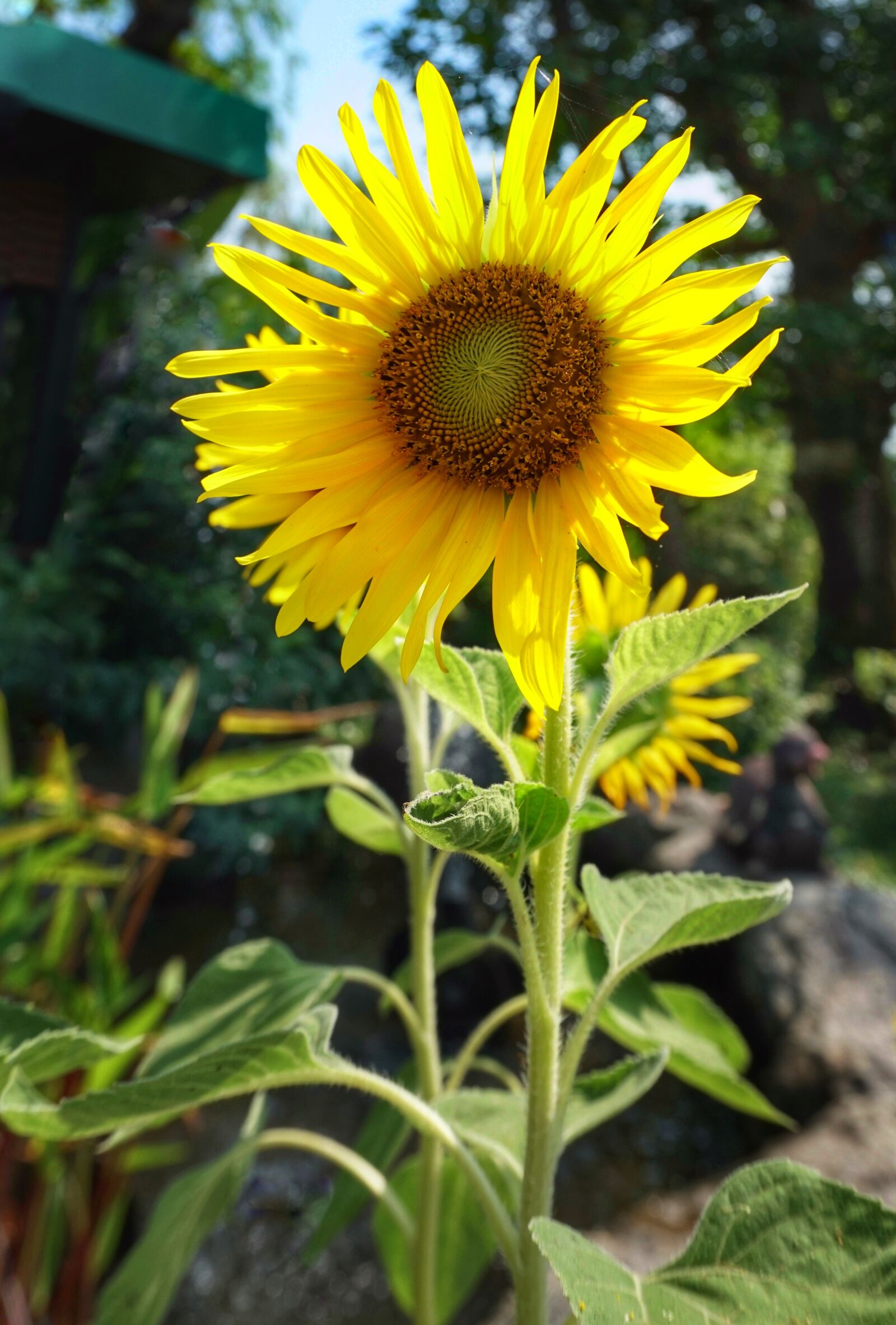 Sony a6300 sample photo. Sunflower, large, nature photography