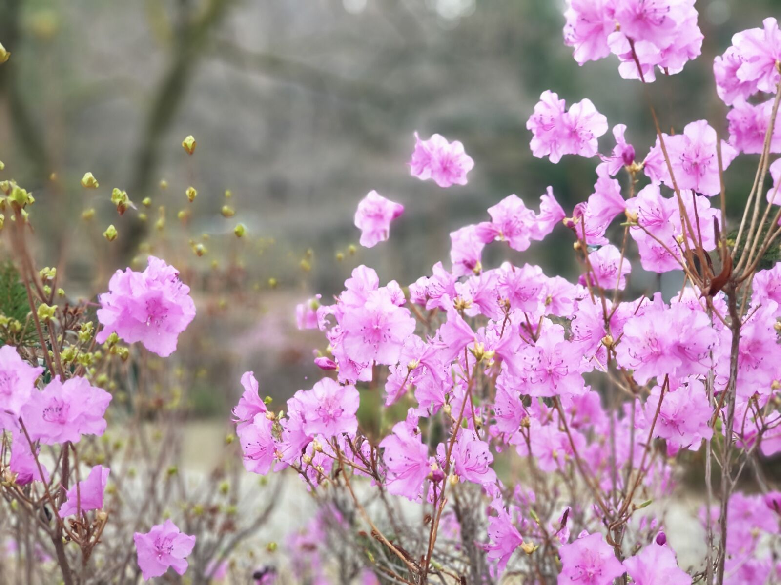 Samsung Galaxy Note9 sample photo. Nature, spring, plants photography