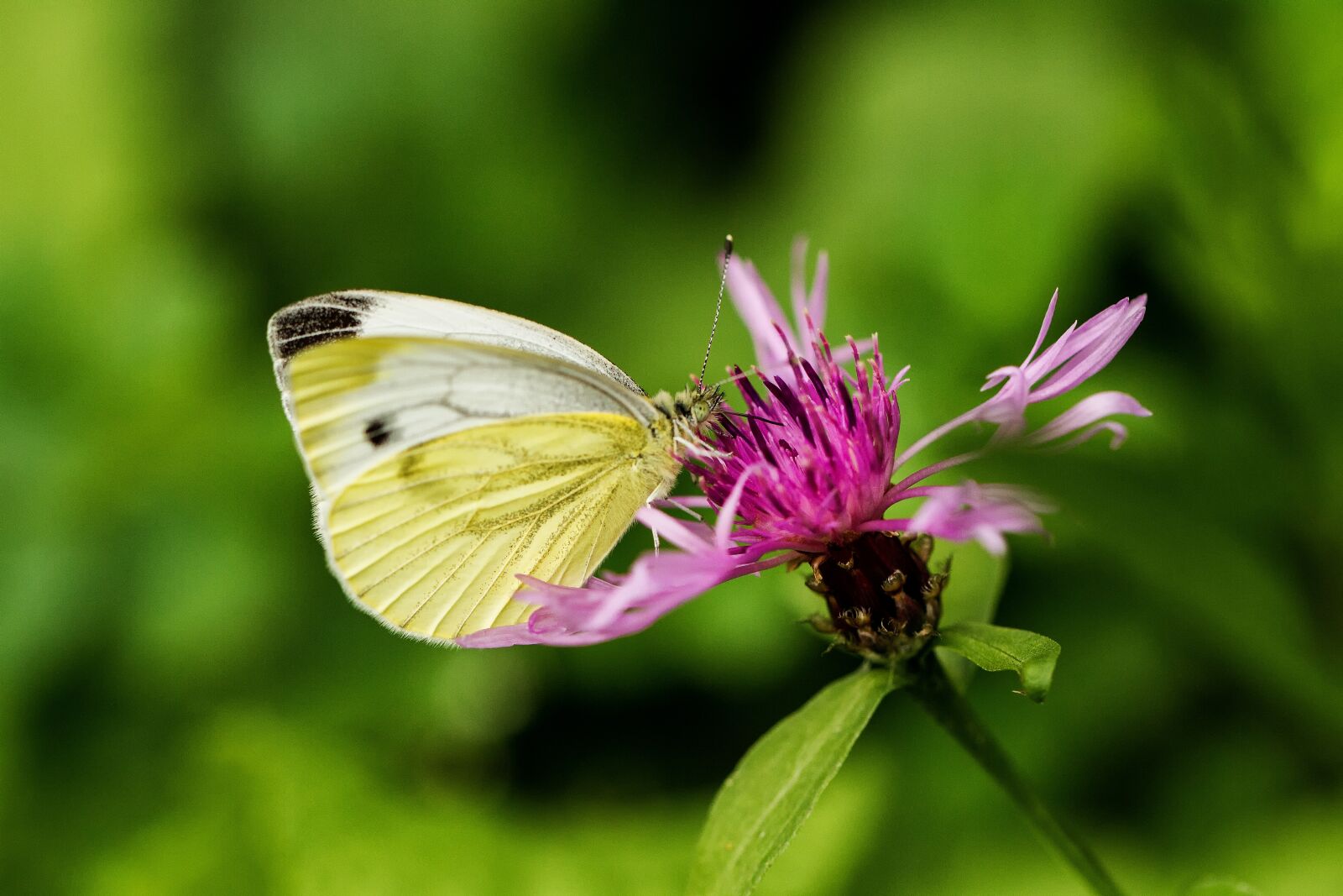 Canon EOS 7D + Canon EF 100mm F2.8L Macro IS USM sample photo. White, butterfly, nature photography