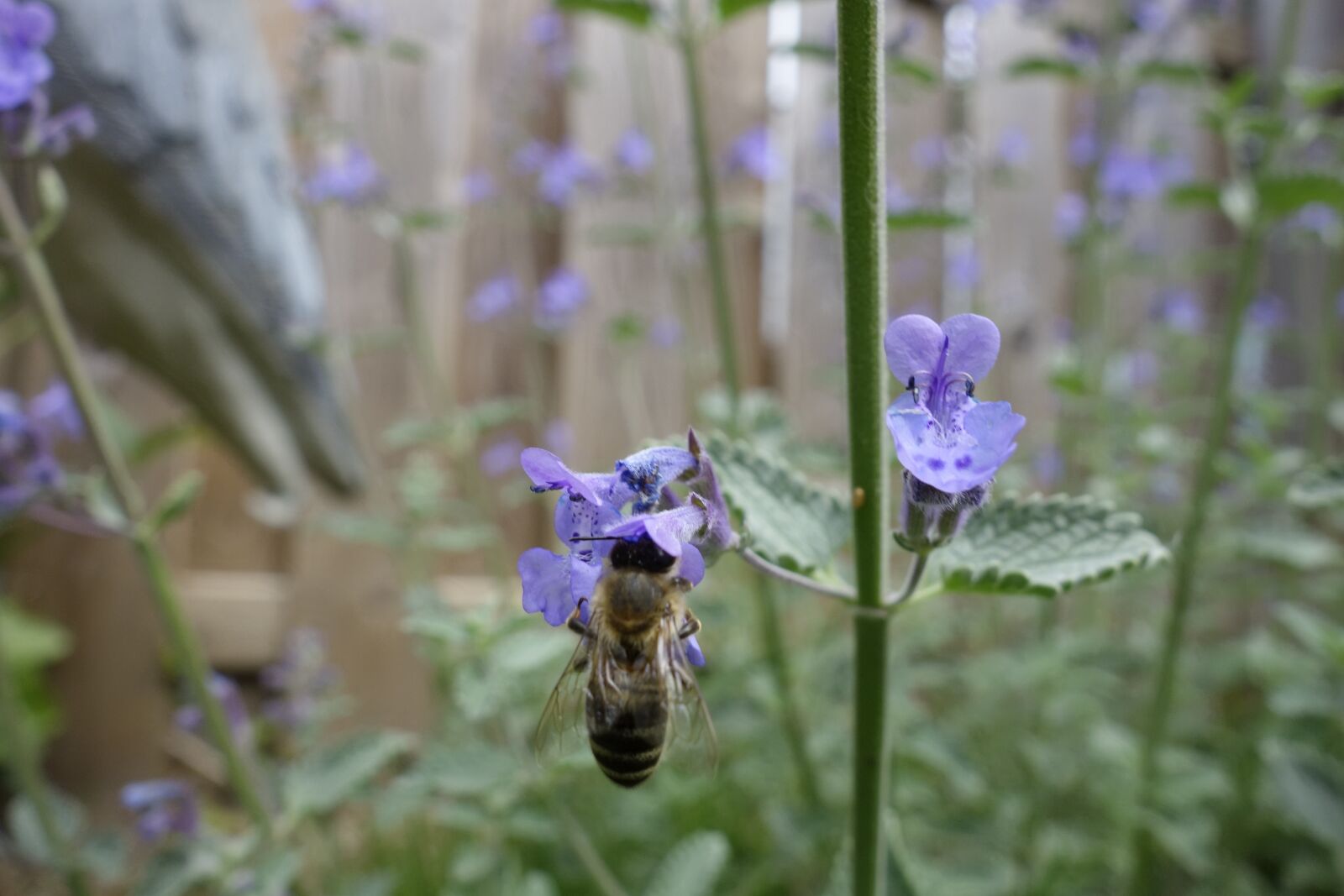 Sony Cyber-shot DSC-RX100 sample photo. Catnip, bees, nectar photography