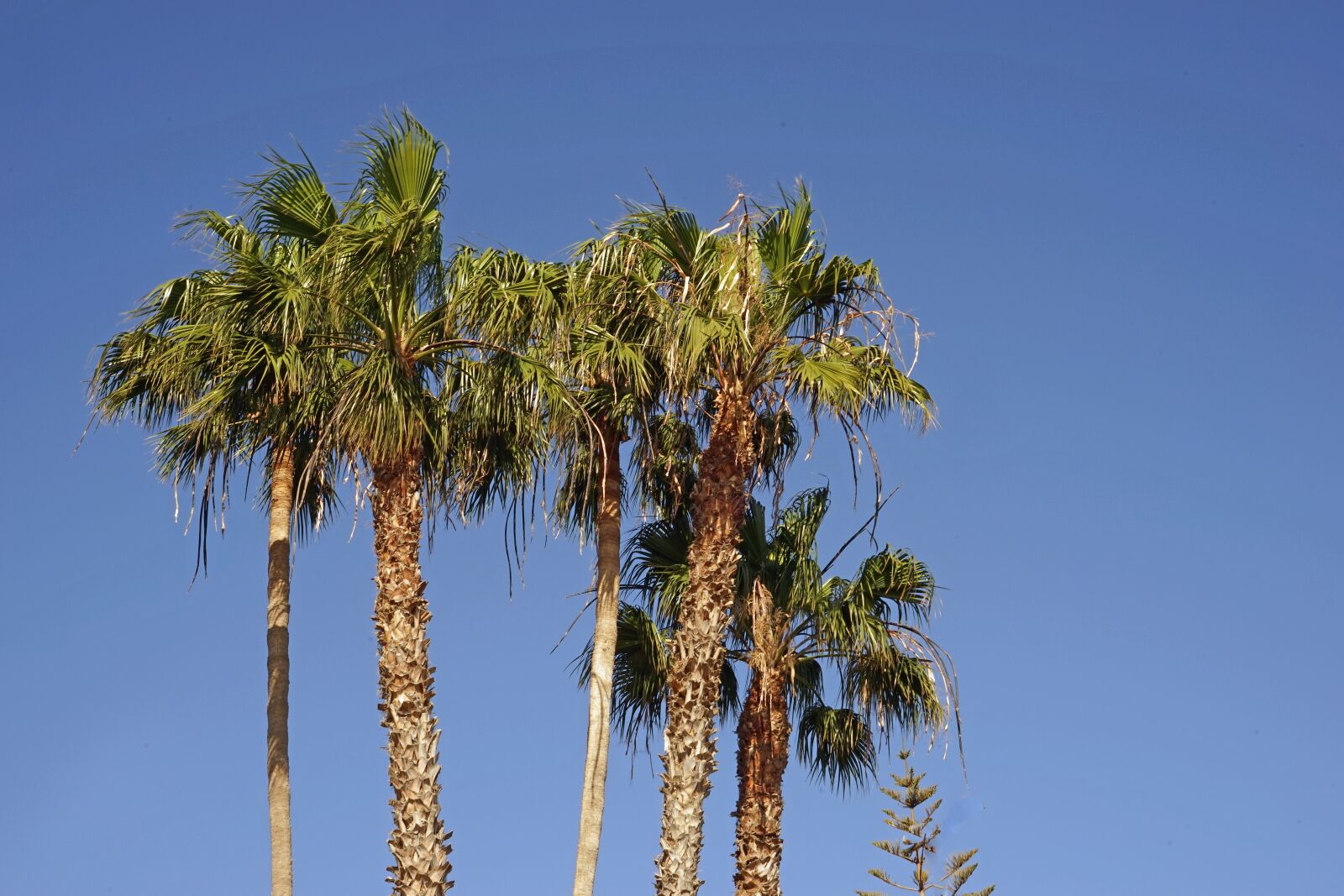 Sony a7 + Sony FE 24-240mm F3.5-6.3 OSS sample photo. Palm trees, sky, blue photography