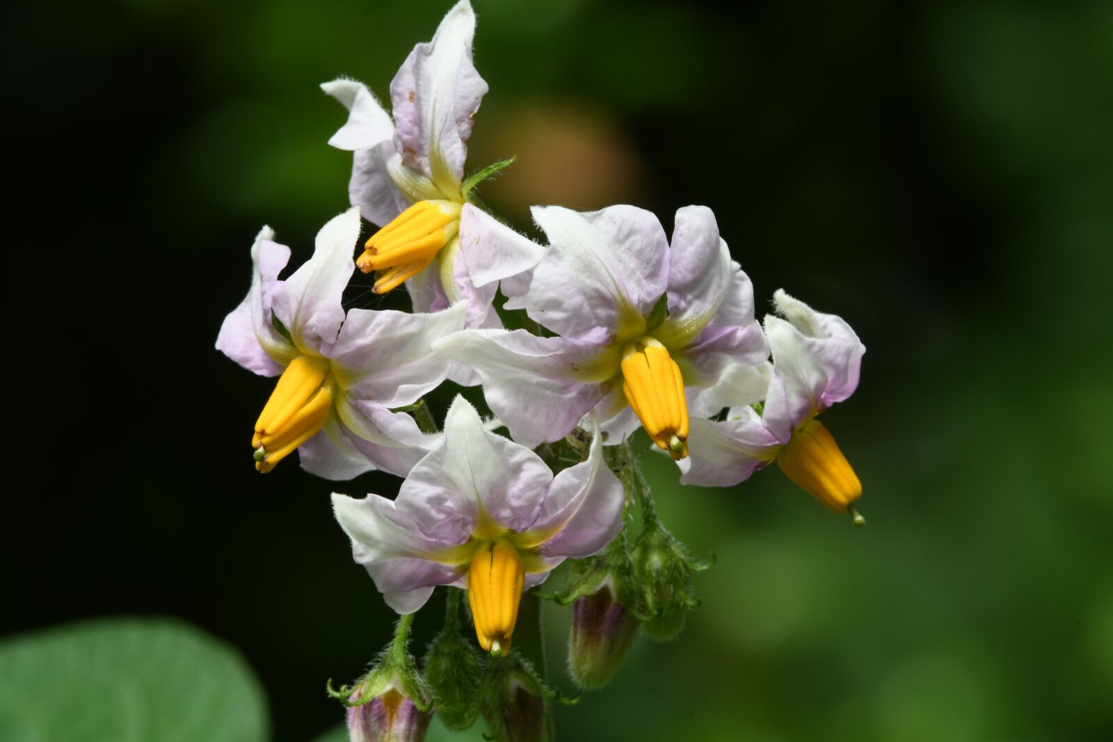 Nikon D7500 sample photo. Flower, colors, potato photography