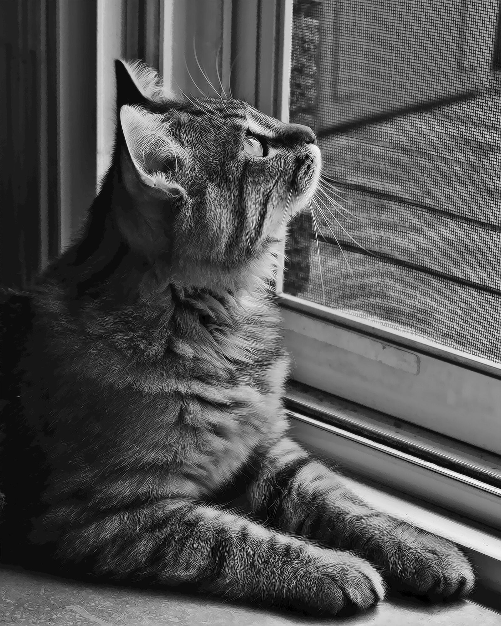 Nikon D70 sample photo. Black, white, cat photography