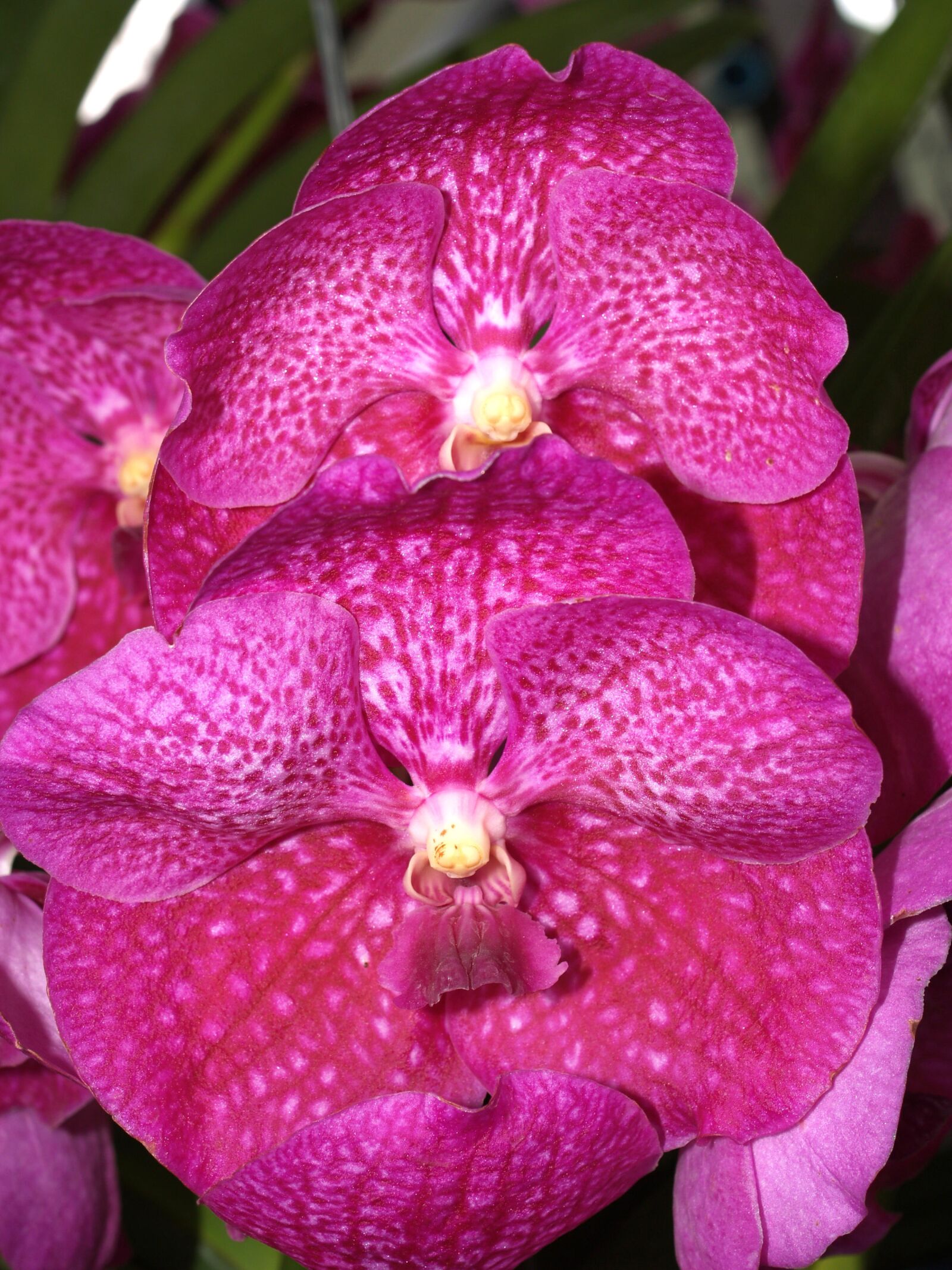 Olympus E-300 (EVOLT E-300) sample photo. Orchid, flower, bright photography