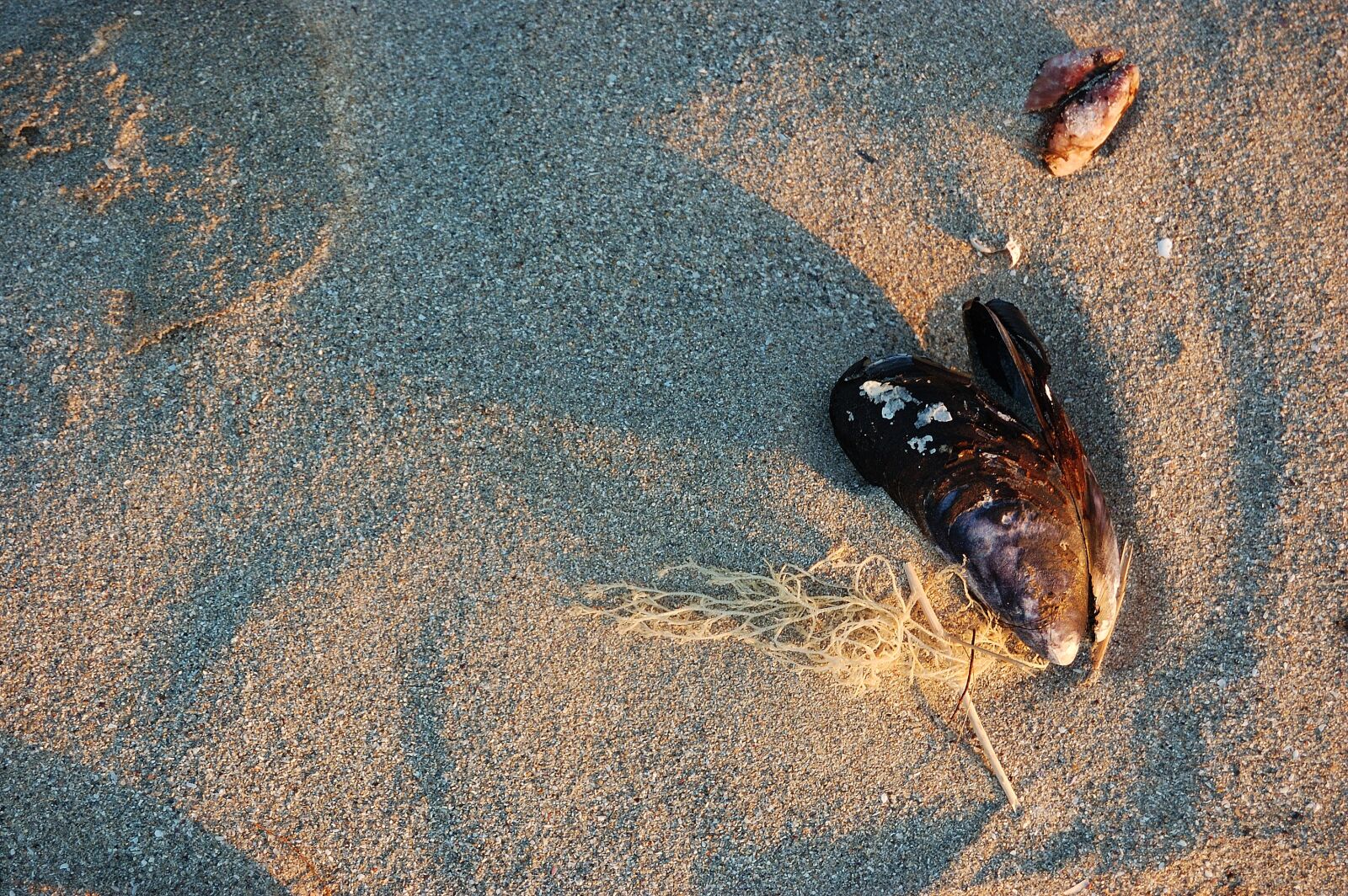 Nikon D40 sample photo. Shell, sand, beach photography