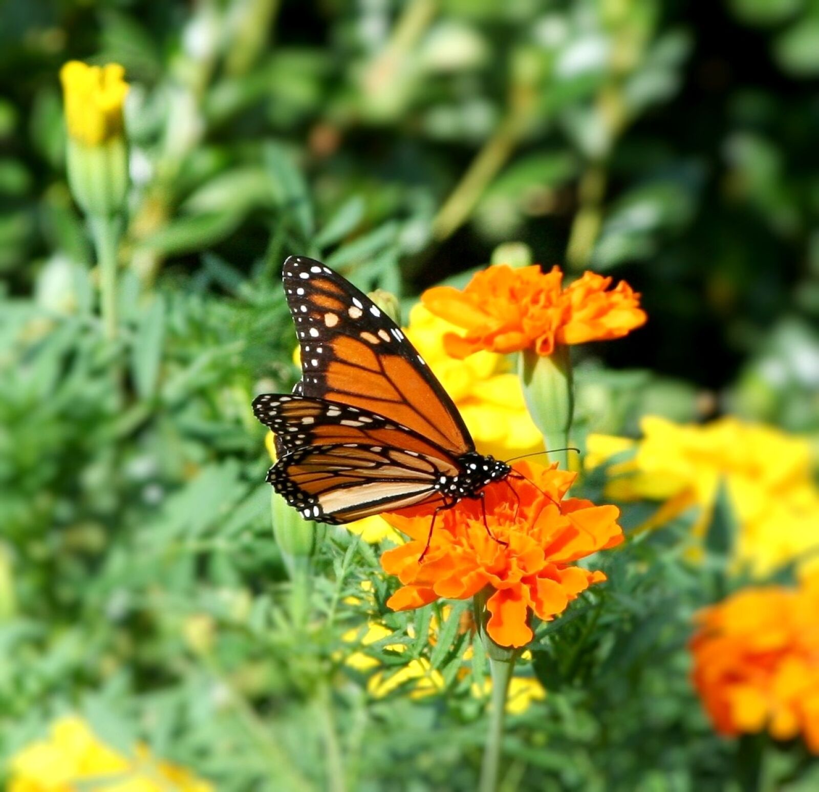 Canon EOS 350D (EOS Digital Rebel XT / EOS Kiss Digital N) sample photo. Butterfly, monarch, danaus plexippus photography