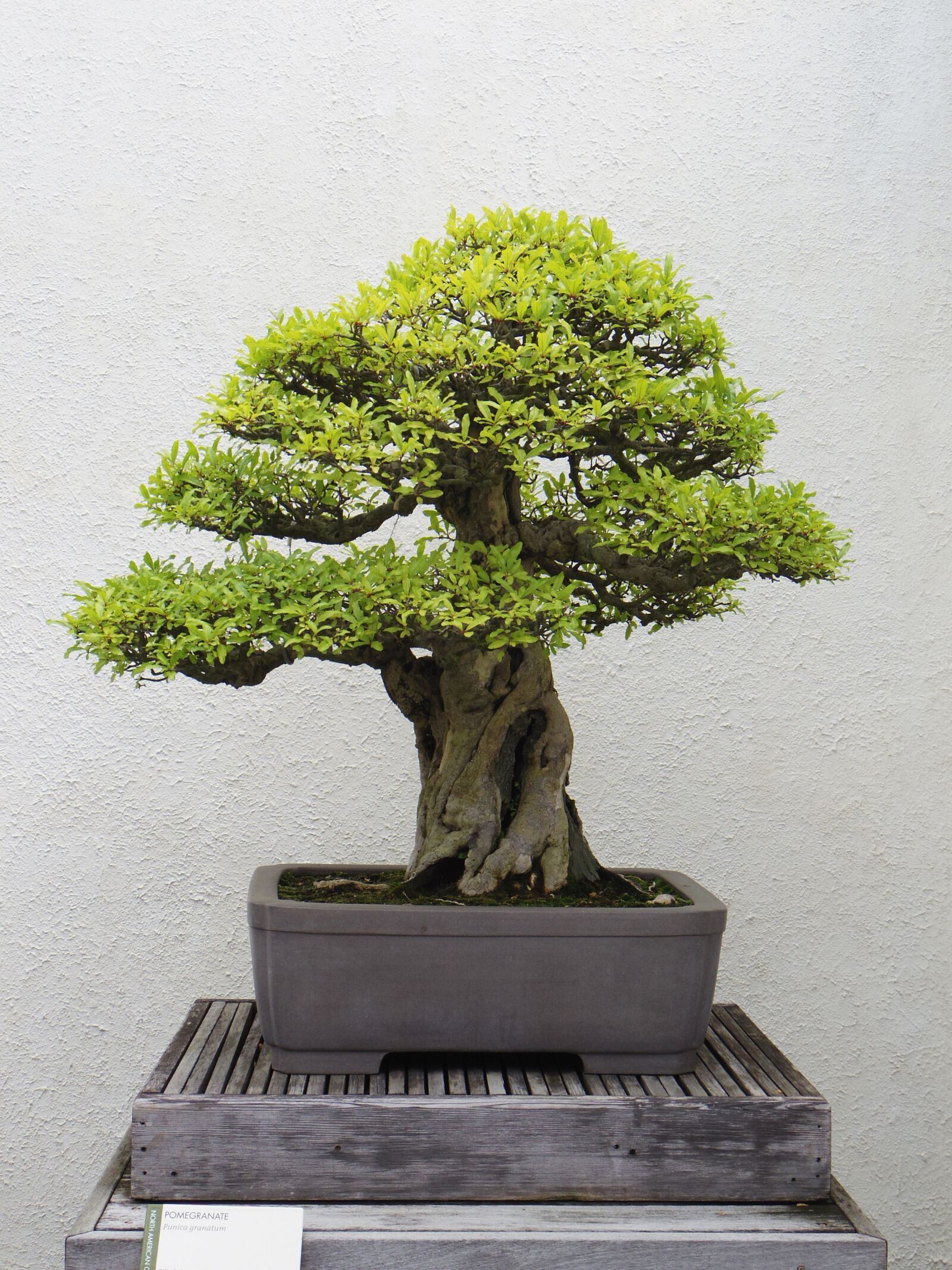 Pentax Q10 sample photo. Bonsai, tree, plant photography