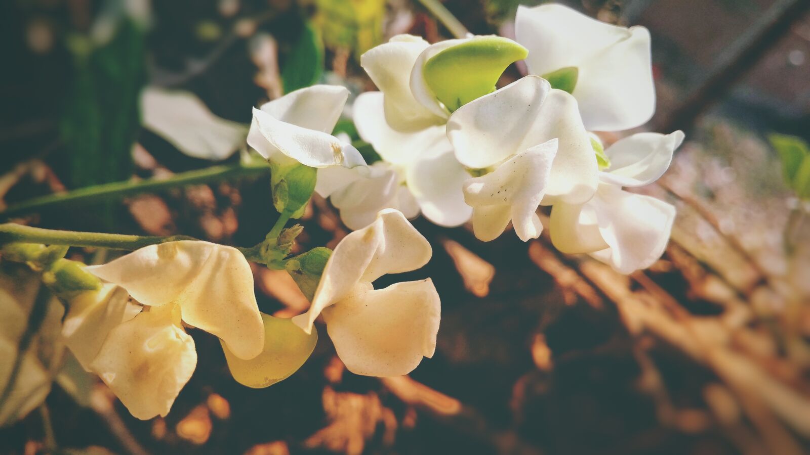 Xiaomi Redmi 4A sample photo. Nature, flower, flora photography
