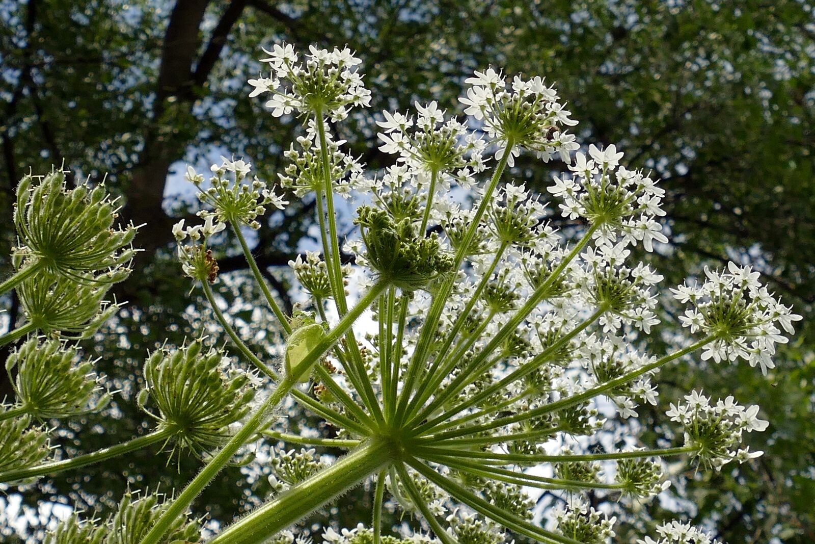 Panasonic Lumix DMC-FZ1000 sample photo. Hogweed, heracleum, schermbloemig photography