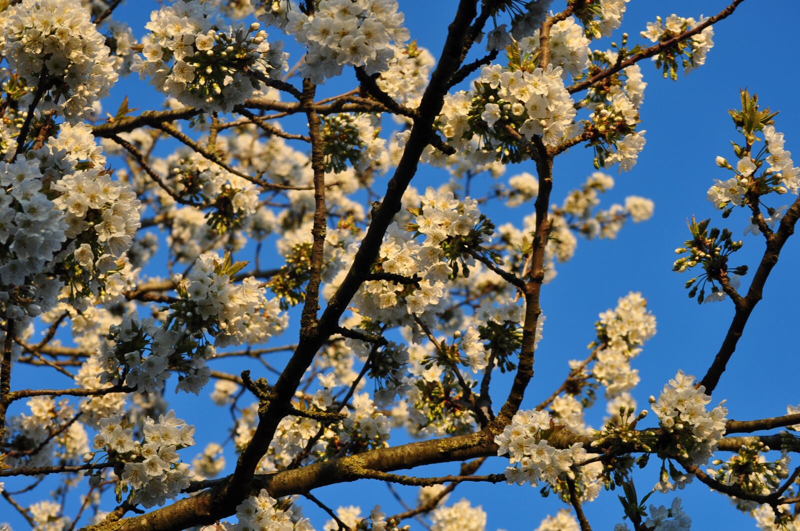 Nikon D5000 sample photo. Cherry blossom, cherry blossoms photography
