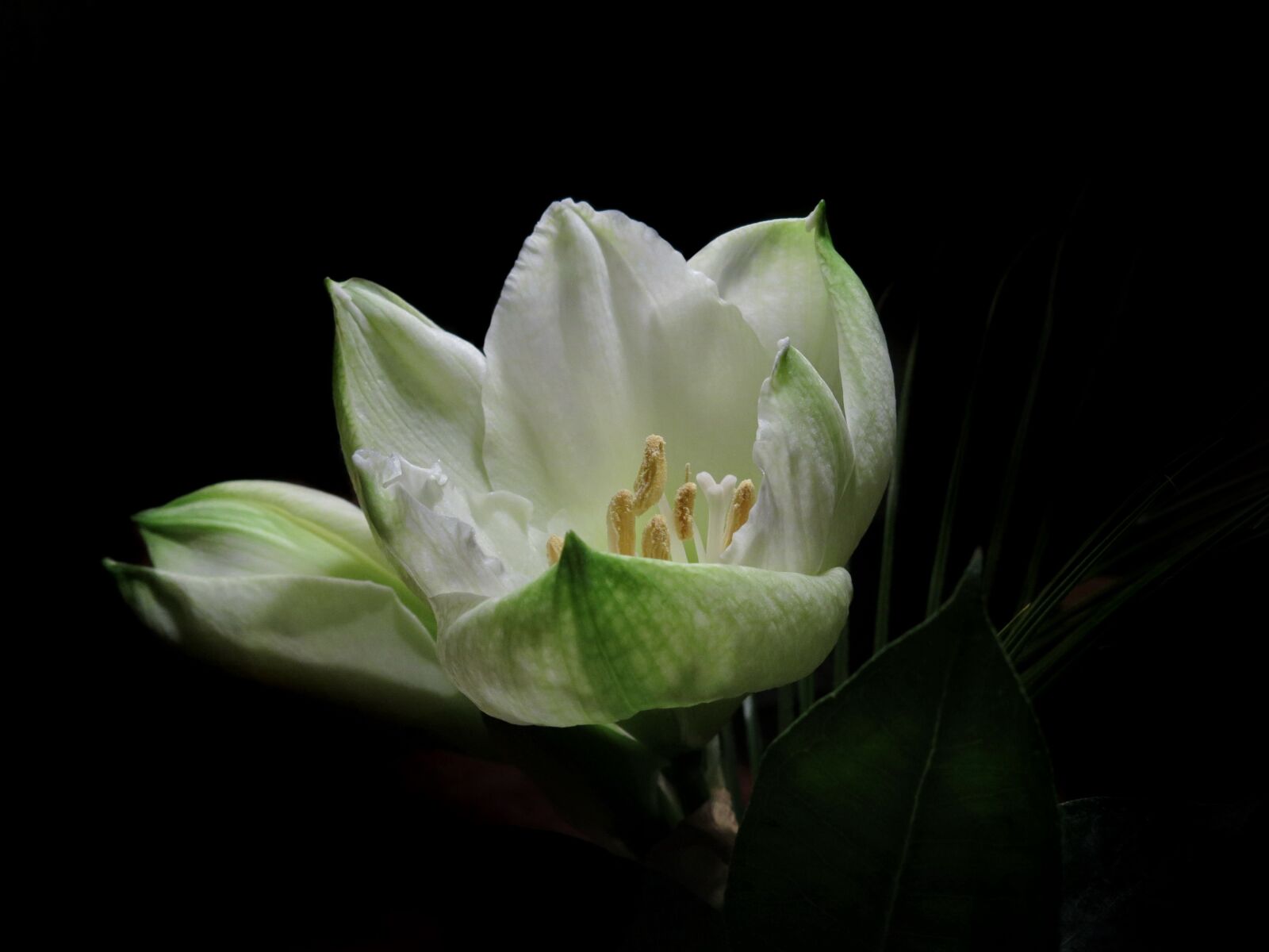 Canon PowerShot G15 sample photo. Knights star, intokasie, blossom photography
