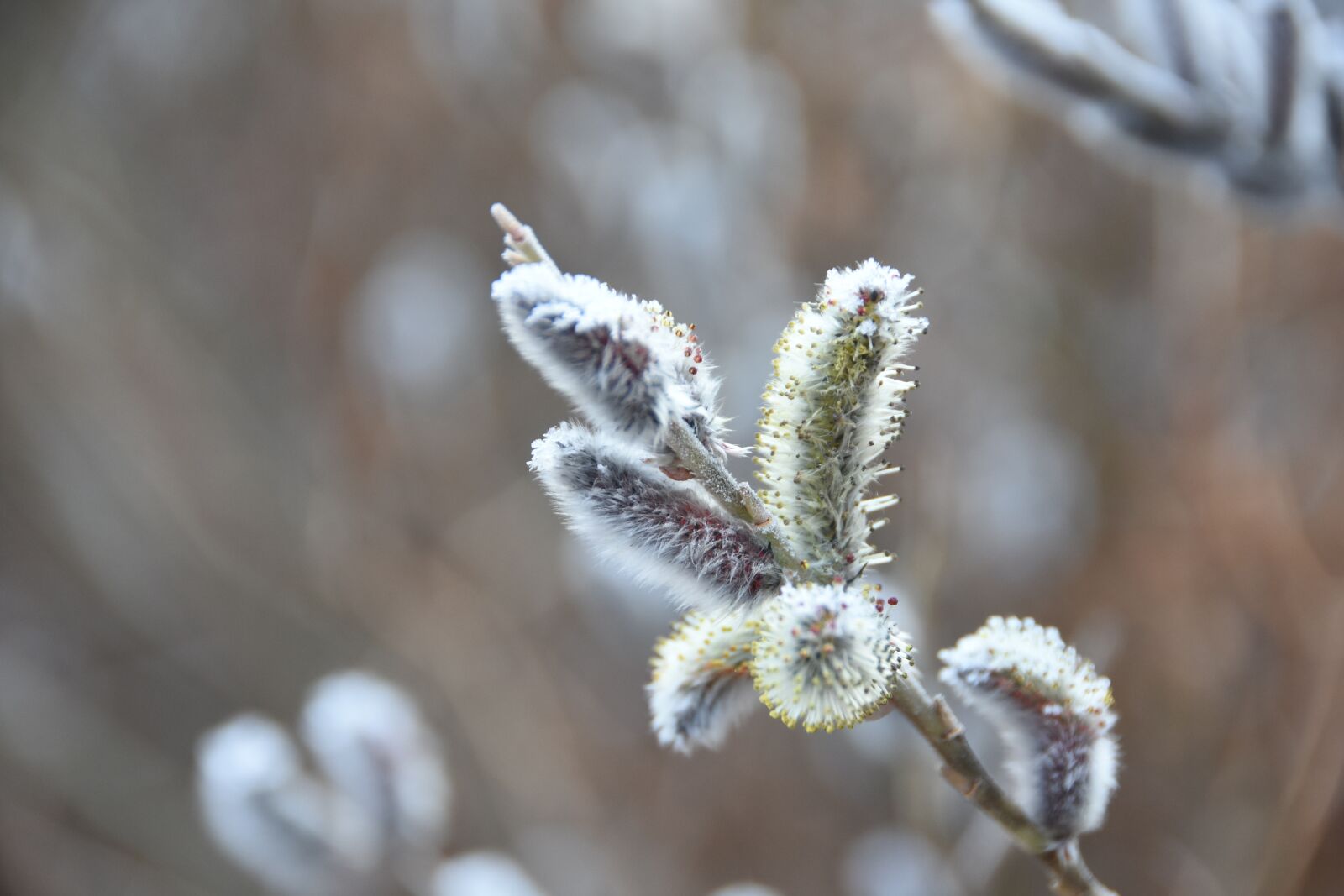 Nikon D7200 sample photo. Spring, macro, plants photography