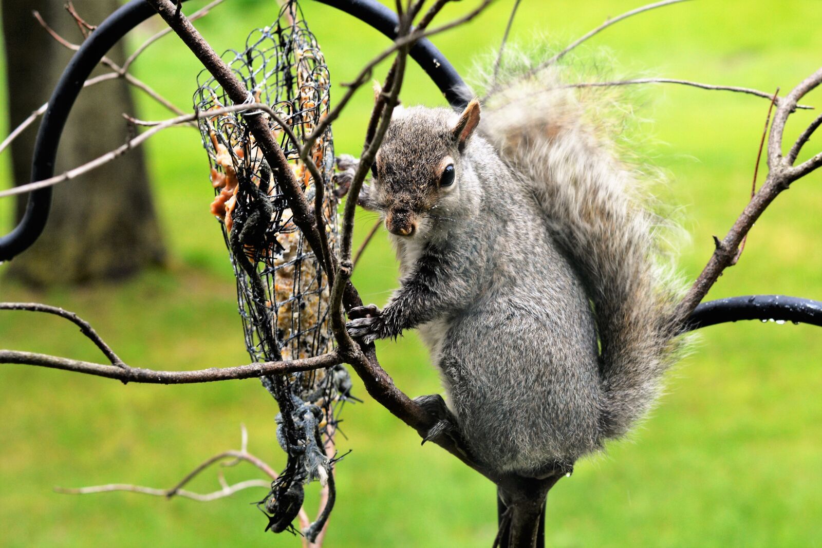 Nikon D7100 sample photo. Squirrel, young squirrel, staring photography