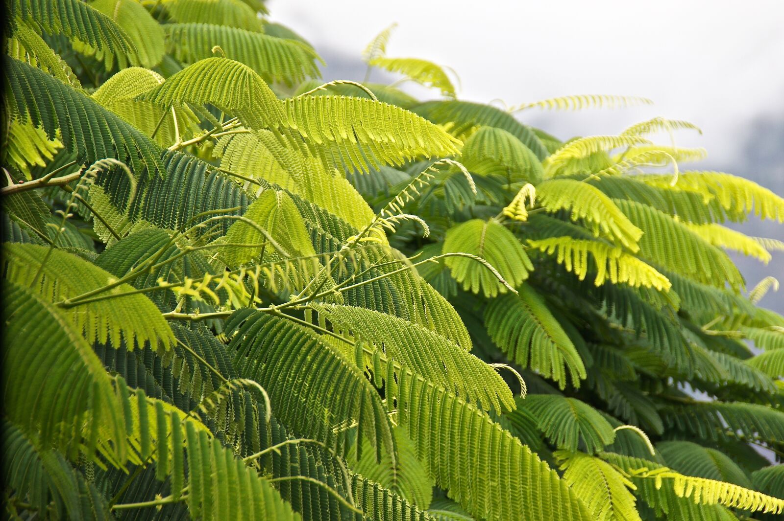 Sony Alpha DSLR-A550 sample photo. Green, photosynthesis, leaves photography