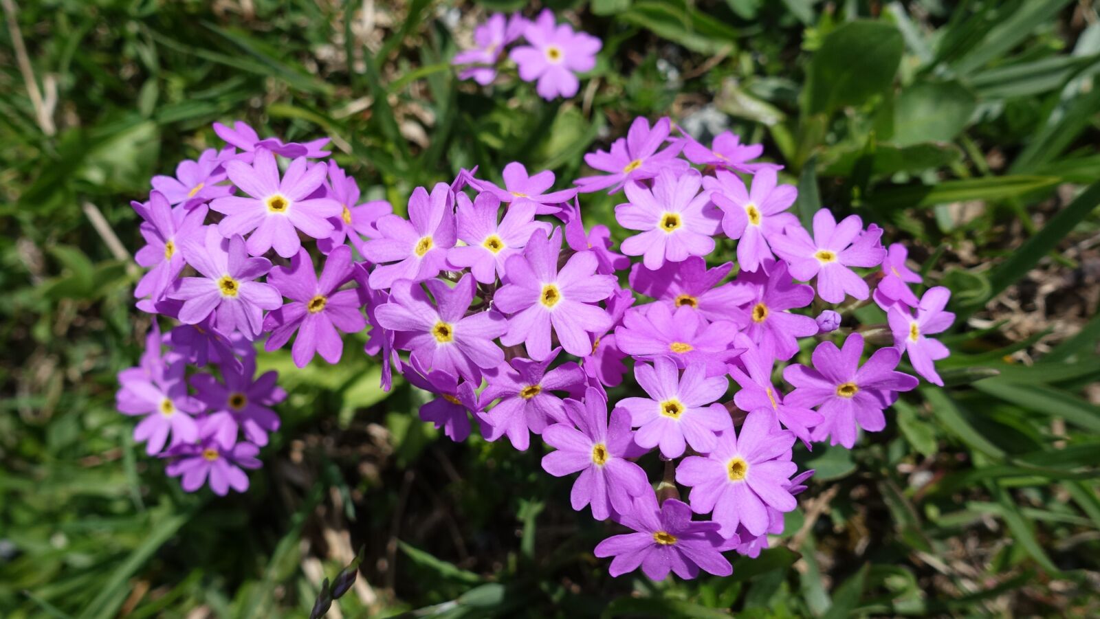 Sony Cyber-shot DSC-RX100 IV sample photo. Flower, spring, nature photography