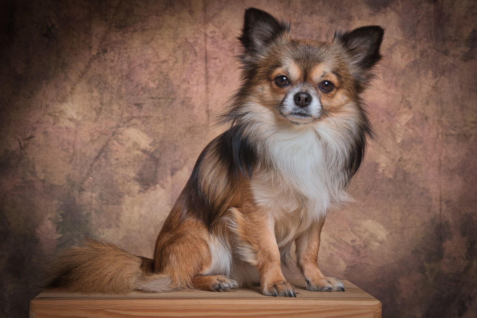 Canon EOS 70D + Canon EF 24-105mm F4L IS USM sample photo. Chihuahua, mammal, dog photography