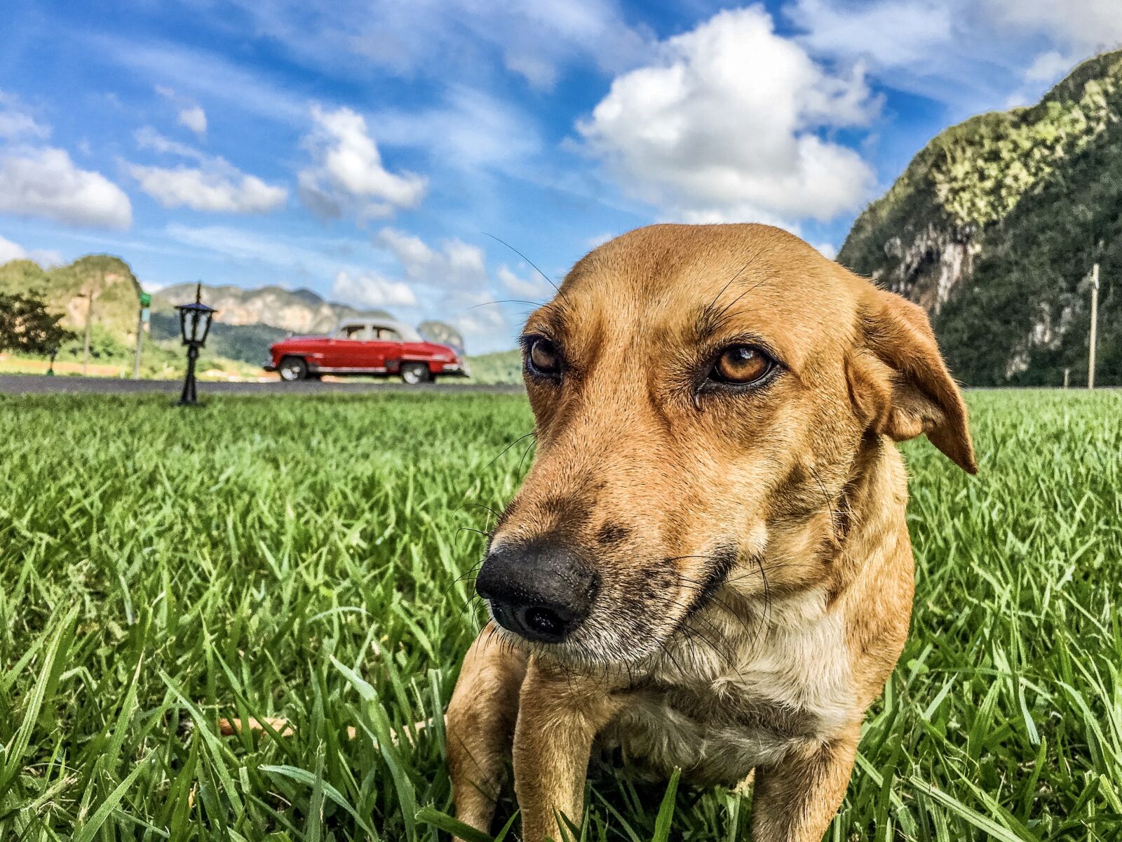 Apple iPhone 6s sample photo. Dog, cuba, grass photography