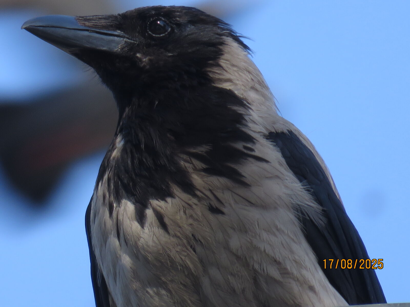 Canon PowerShot SX700 HS sample photo. Crow photography