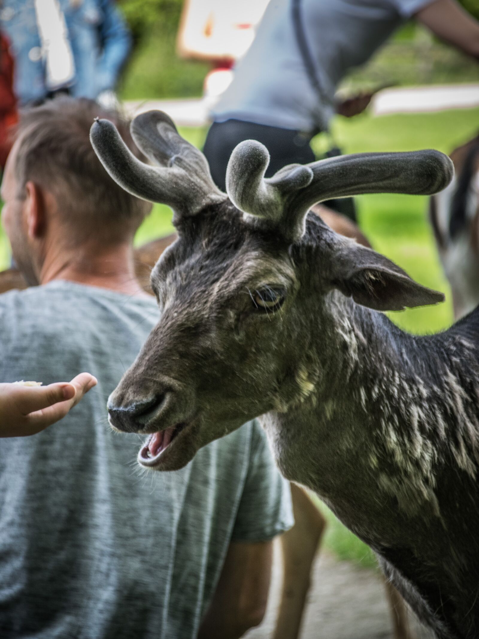 Nikon D5300 sample photo. Fallow deer, animal, mammal photography