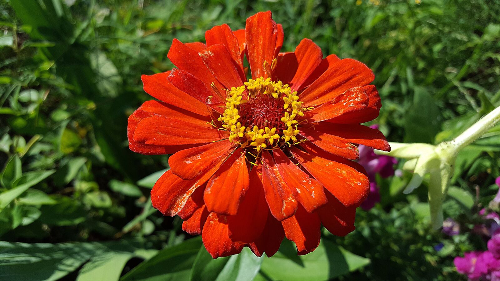 Samsung Galaxy S6 sample photo. Zinnia, zinnia flower, zinnia photography