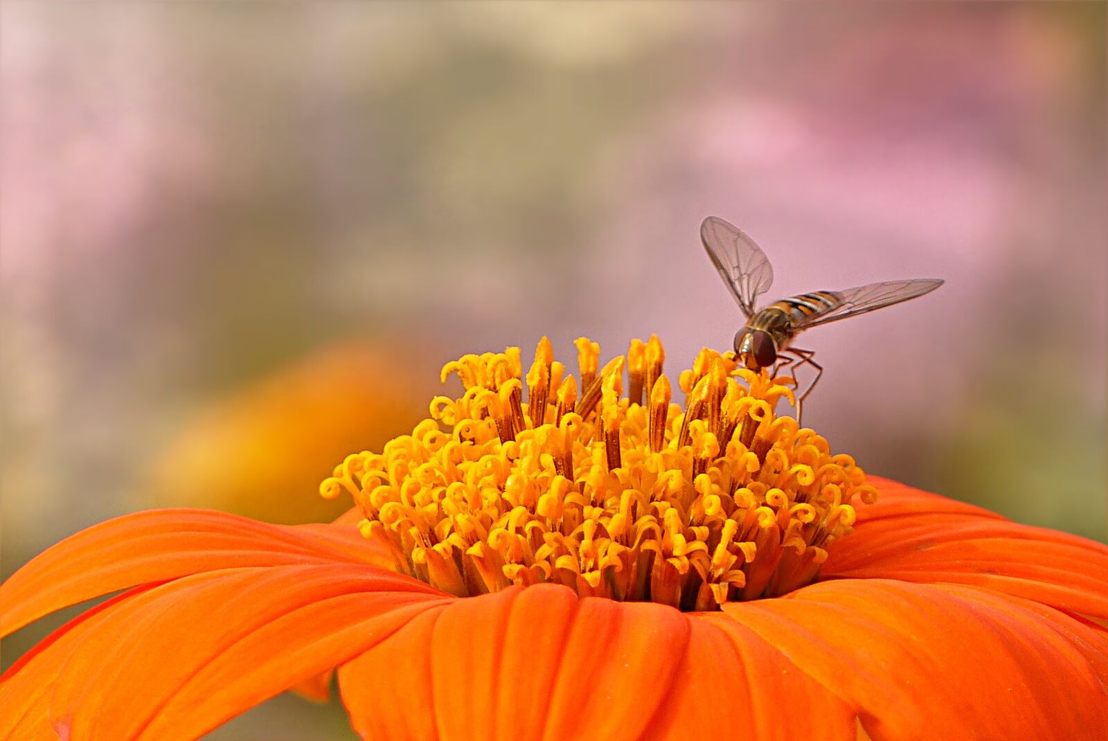 Panasonic Lumix DMC-FZ200 sample photo. Flower, close up, zinnia photography